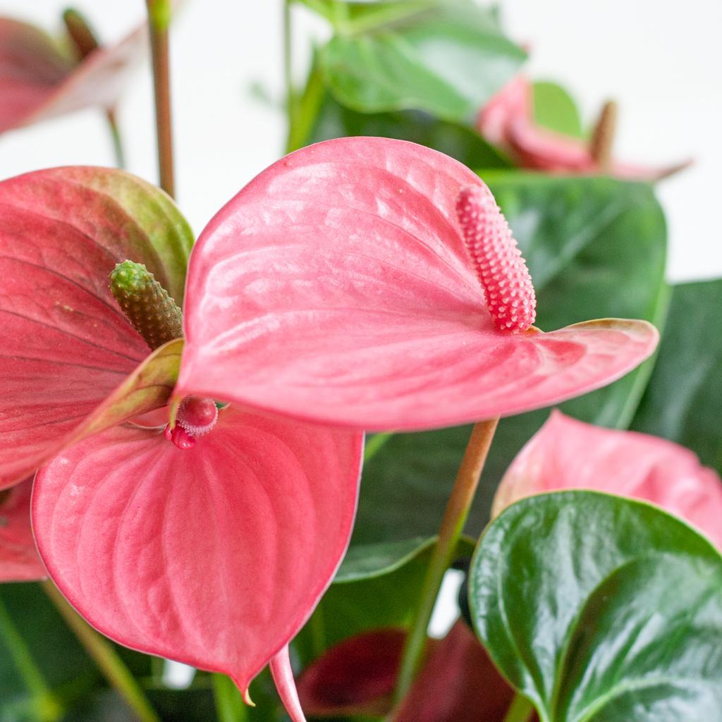 Anthurie - Anthurium Pink Explosion mit naturfarbenem Korb - 55cm - Ø17