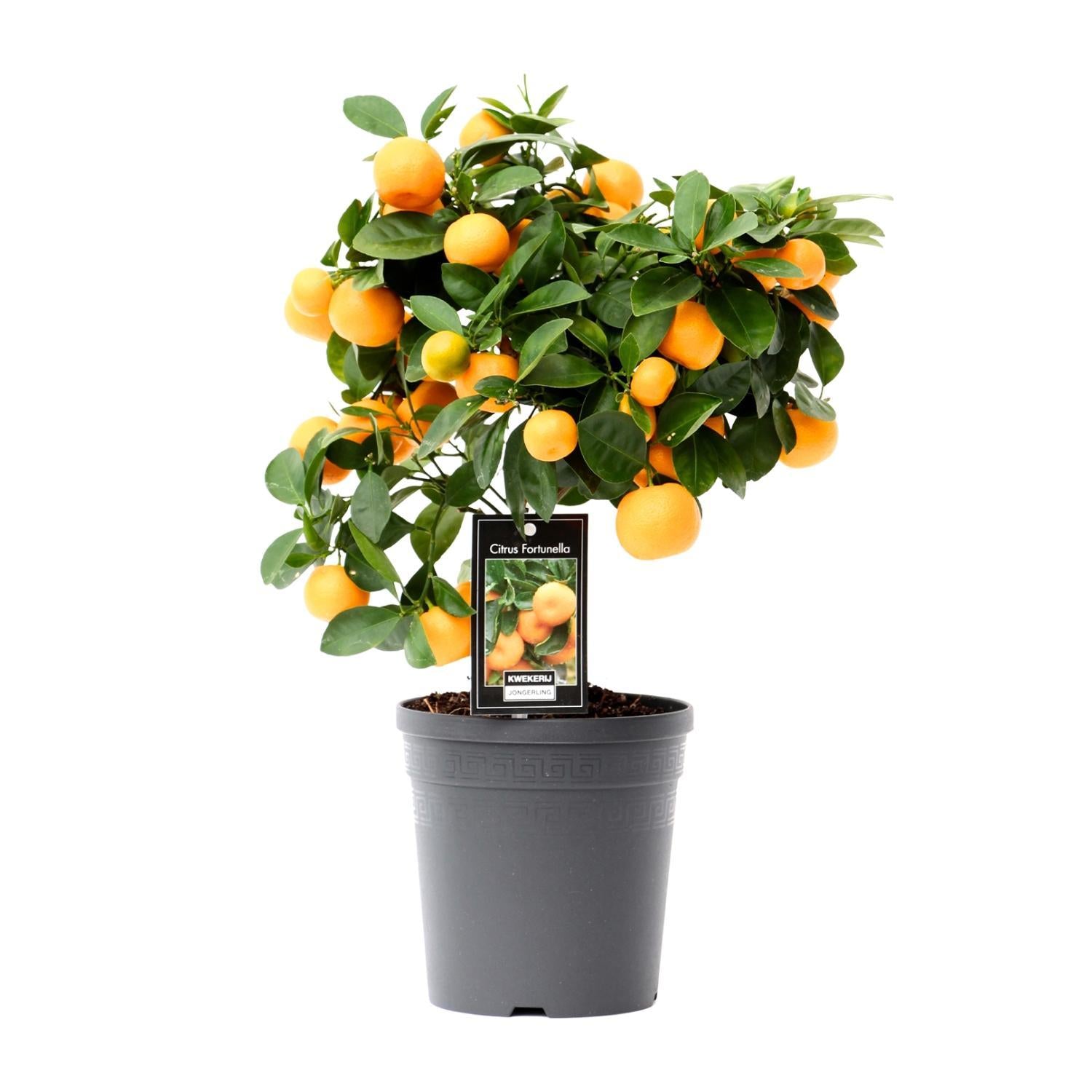 Orangenbaum Mini - Citrus Calamondin - Ø15cm - ↕40cm