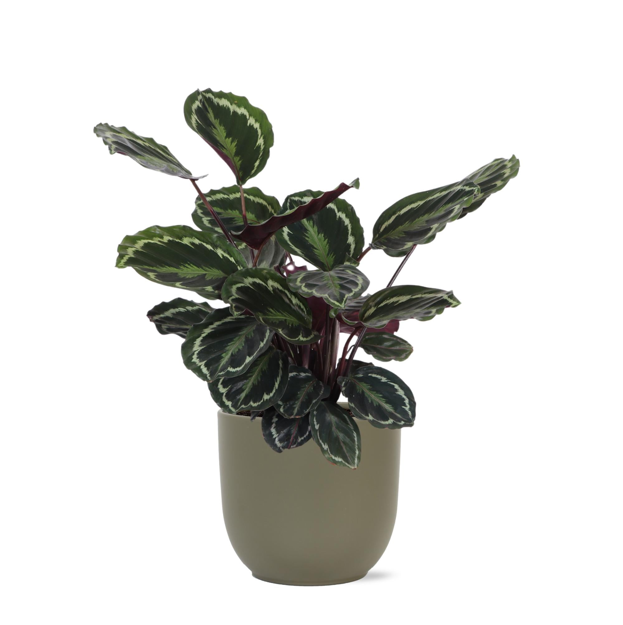 Calathea Medaillon - Korbmarante - Ø21cm - ↕70cm in Boule Topf olive