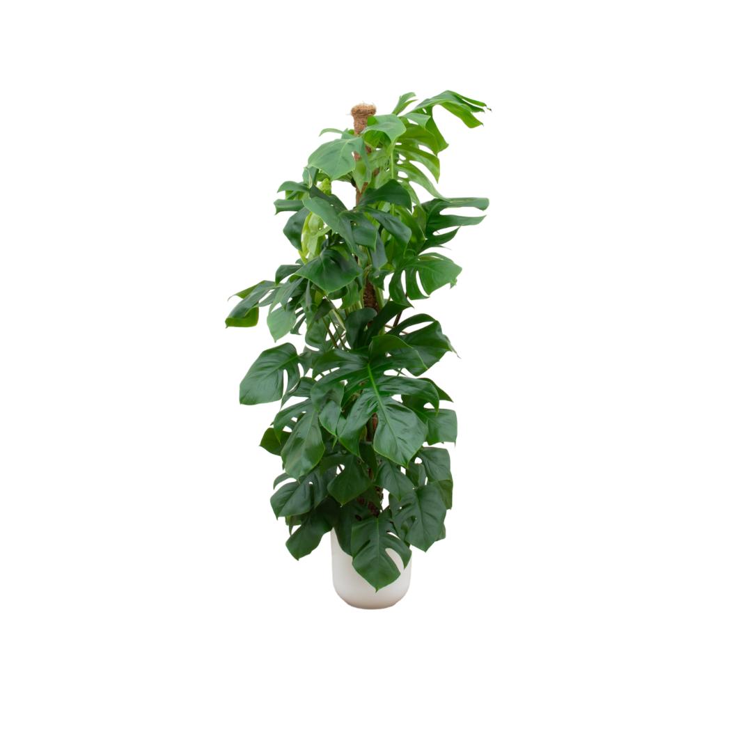 Combideal - Monstera Pertusum XL inclusief elho Jazz Round wit Ø26 - 150 cm