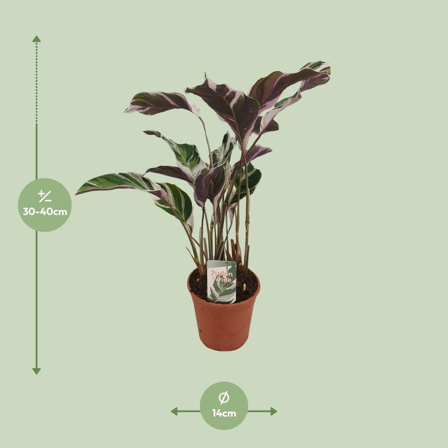 Calathea Fusion Wit Basis - Ø14cm - ↕40cm