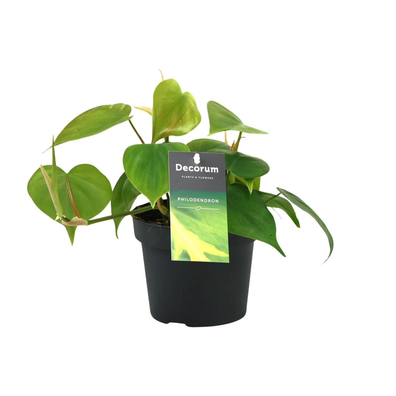 Philondendron Scandens - Ø12cm - ↕20cm