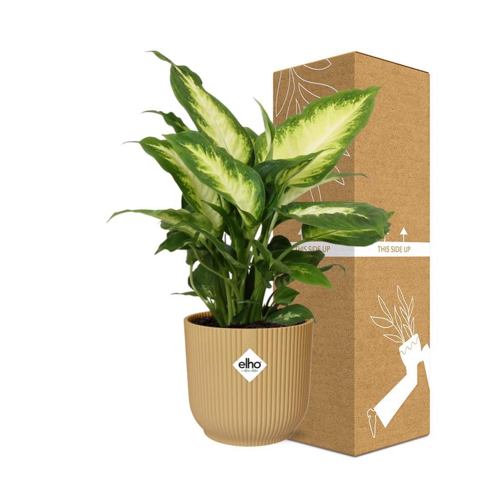 Dieffenbachia ‘Camilla’ in ELHO Vibes Fold 14cm Topf Gelb