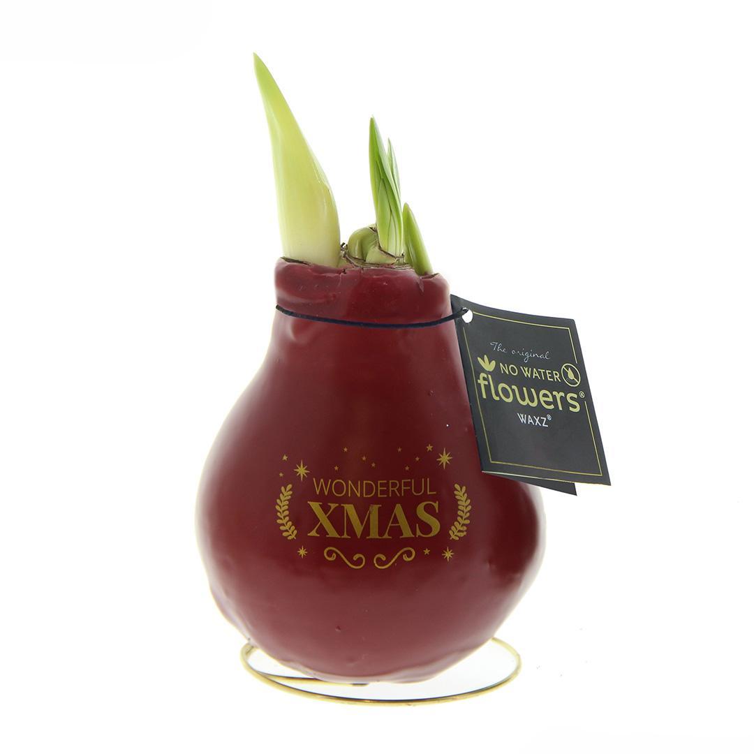 No Water Flowers® (wax amaryllis) | Waxz® Printz "Wonderful XMAS" - Bordeaux + Red flower