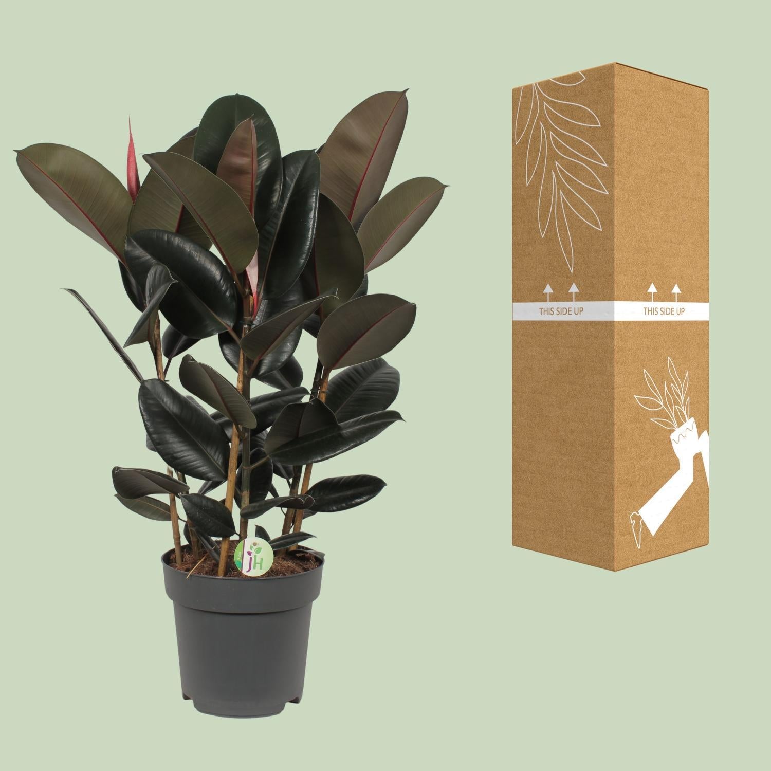 Gummibaum Ficus elastica Abidjan - Ø27cm - ↕90cm