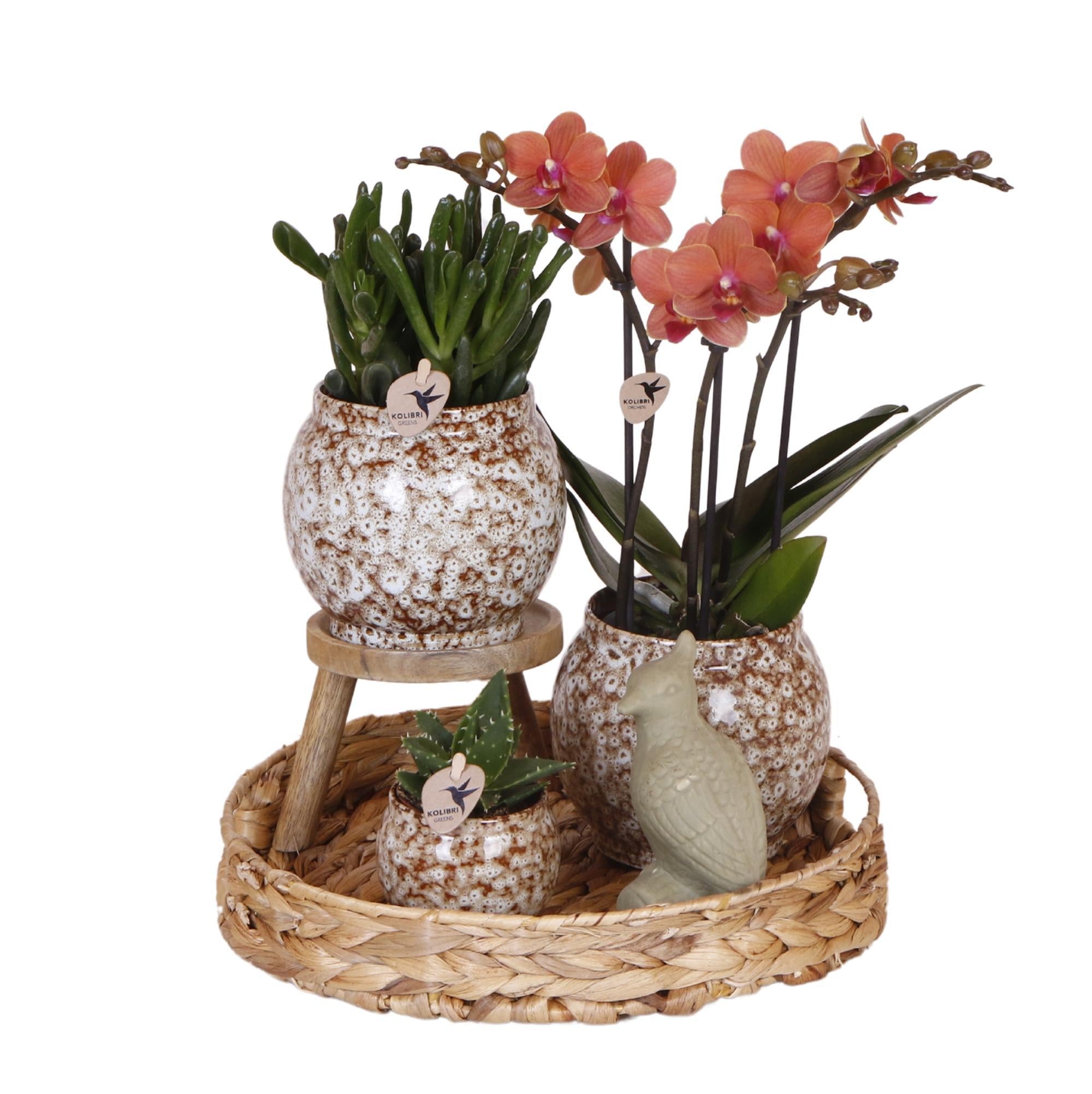 Orchidee Geschenkset Ungezähmte Natur | Pflanzenset mit roter Phalaenopsis Orchidee und Sukkulenten inkl. Keramik Ziertöpfe