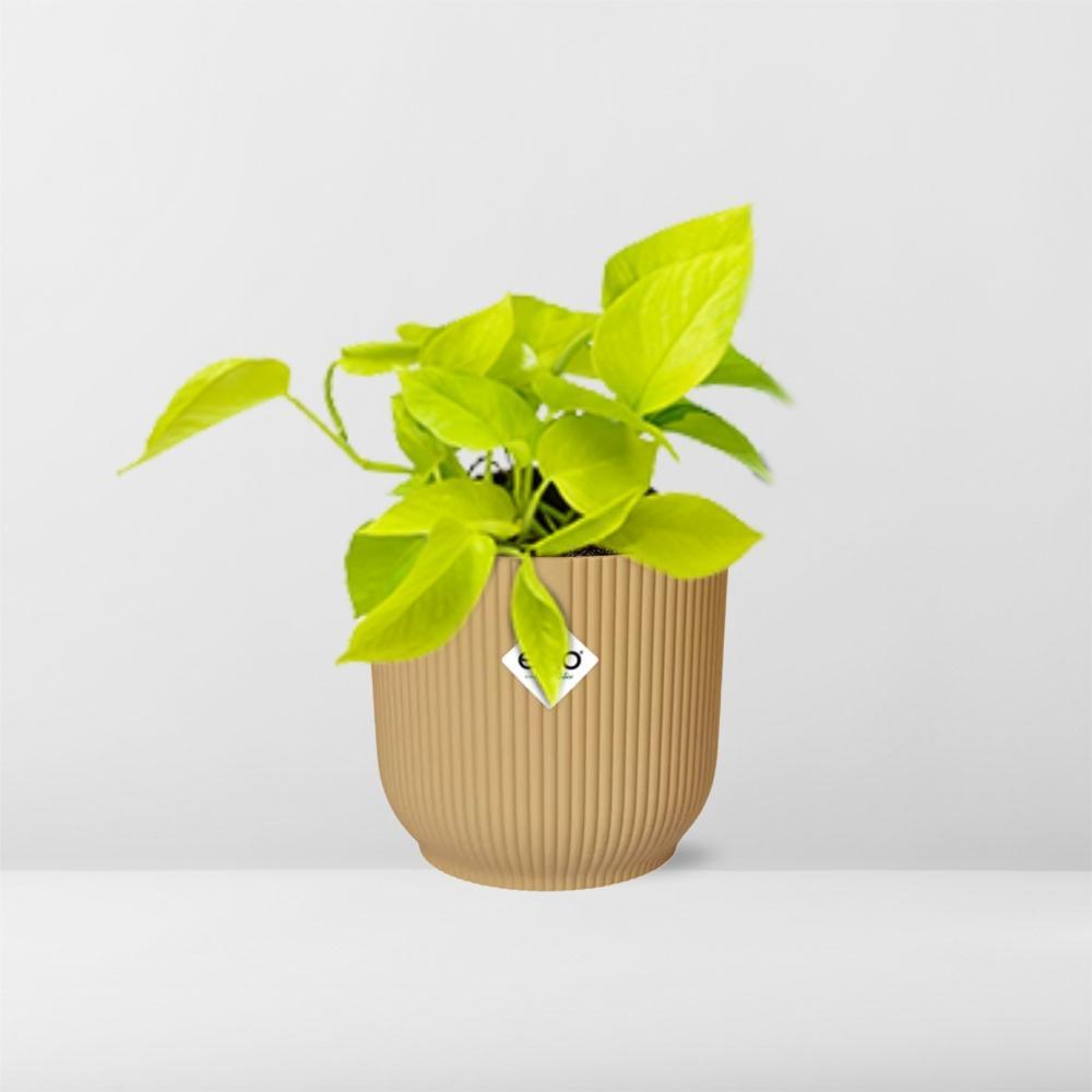 Efeutute - Epipremnum Pinnatum ‘Golden Pothos’ in ELHO Vibes Fold 14cm geel Topf gelb