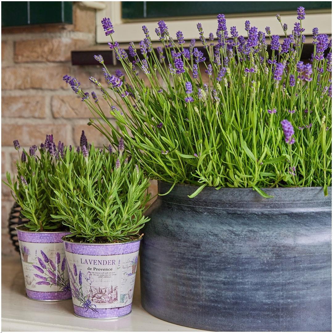 Lavandula angustifolia Felice® im Dekotopf 'Lavender print' - 13 cm Topf - Set mit 3 echten Lavendeln im Dekotopf