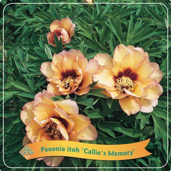 Pfingstrose  Itoh 'Callie's Memory' C5 - Ø21cm - ↕35cm