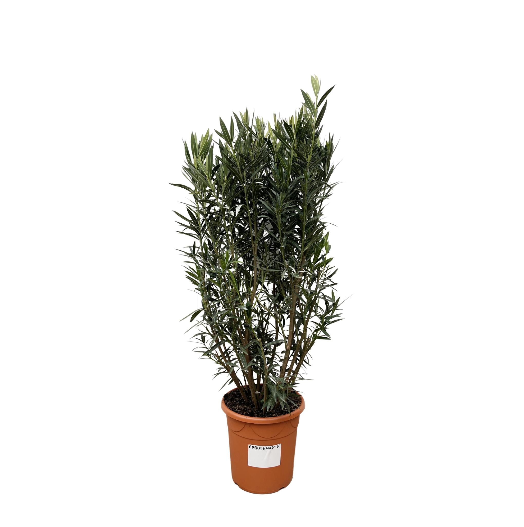 Nerium Oleander-Strauch – 180 cm – Ø40