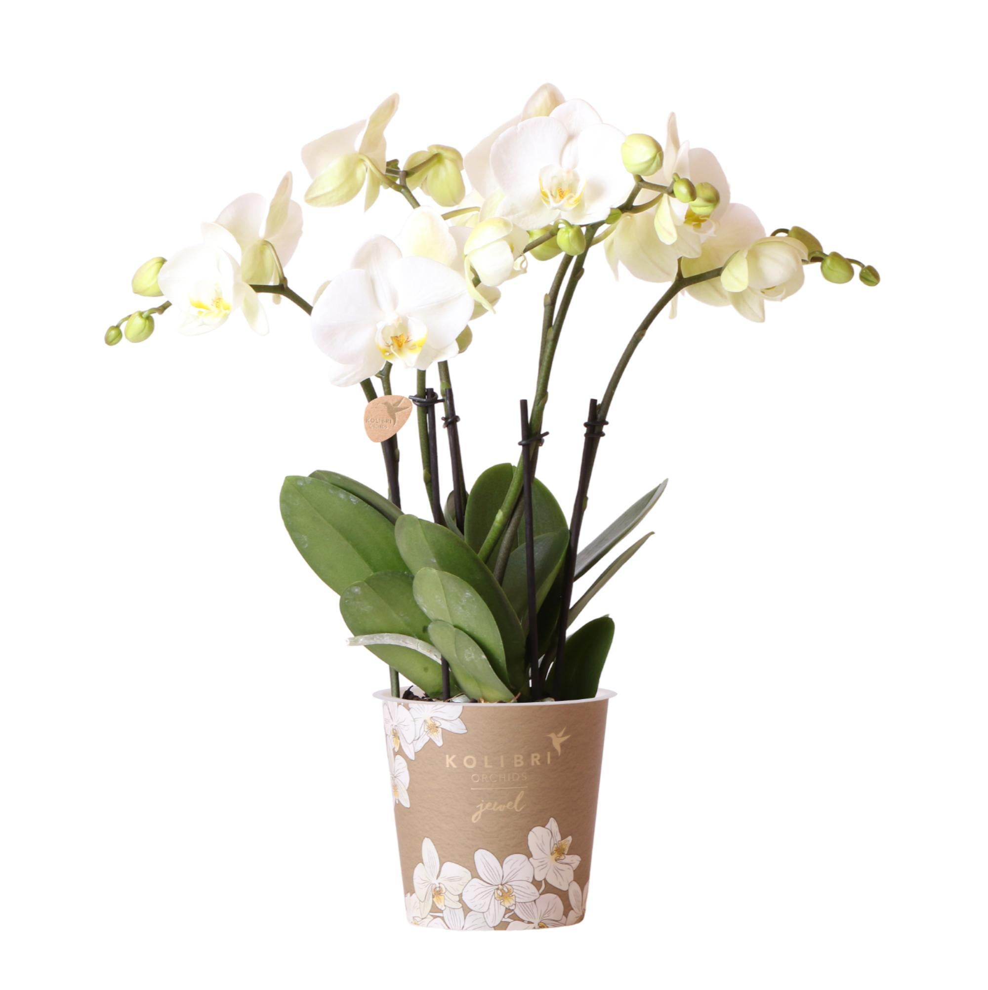 Orchidee Weiße Phalaenopsis  Jewel Ghent - Topfgröße Ø12cm | blühende Zimmerpflanze - frisch vom Züchter