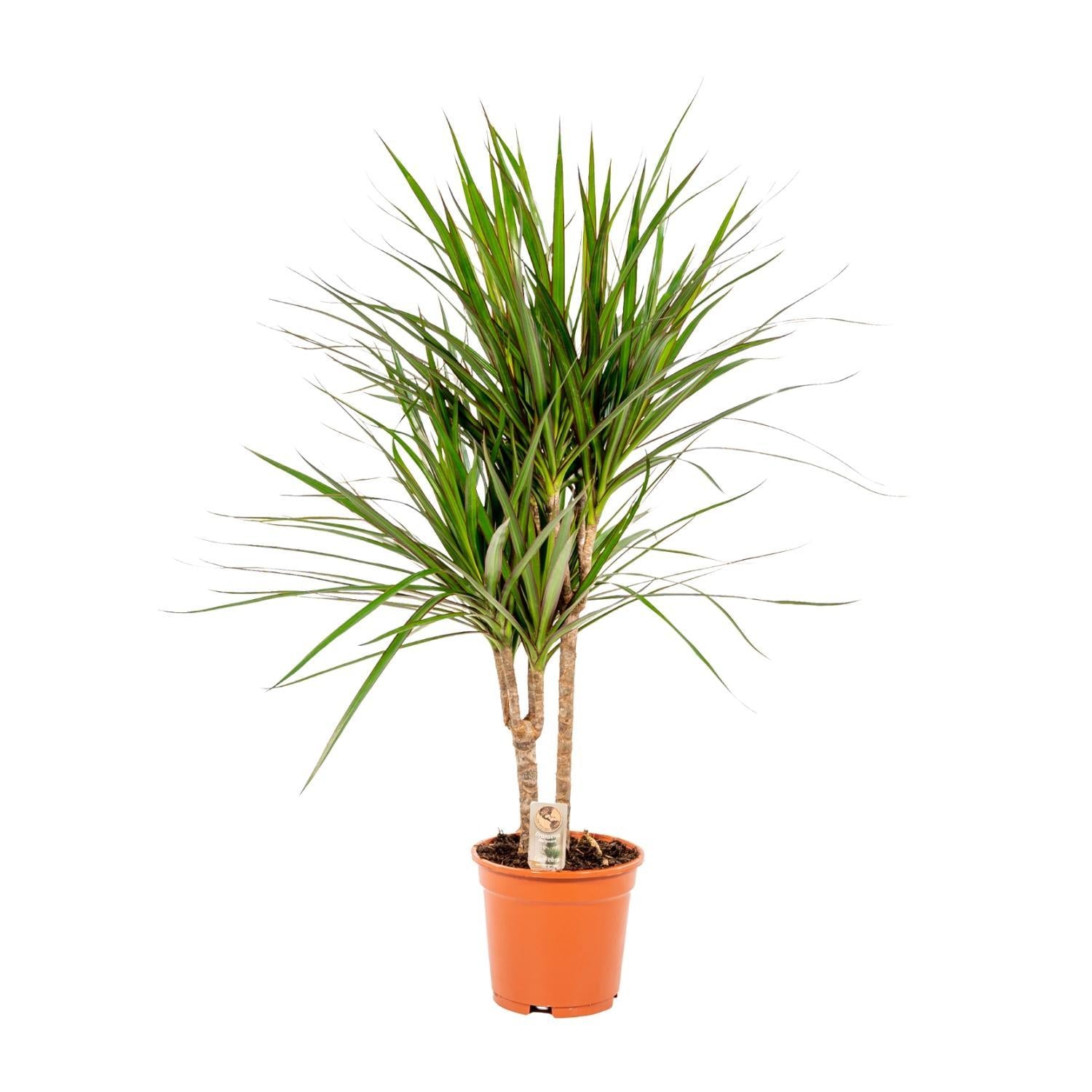 Drachenbaum Marginata - Dracaena Marginata - Ø17cm - ↕90cm