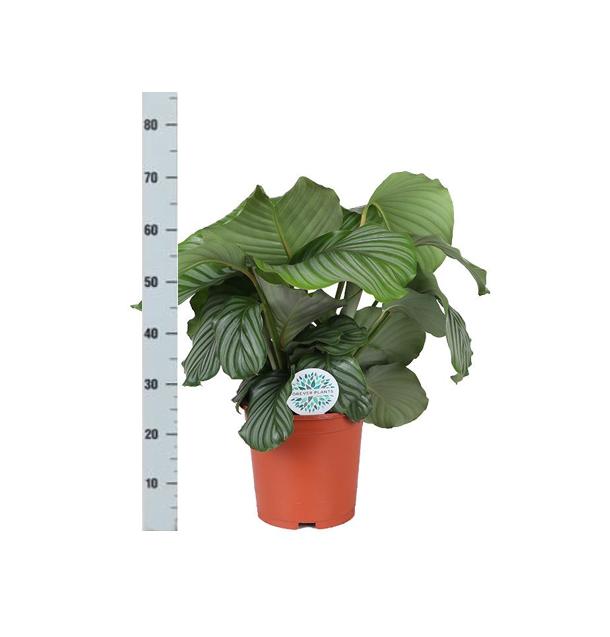 Gebetspflanze -  Calathea Orbifolia - Ø21cm - ↕70cm im Vibes Topf weiß