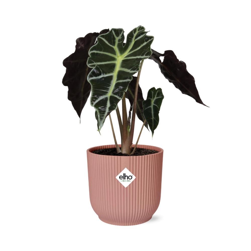 Elefantenohr - Alocasia Polly in ELHO Vibes Fold 14cm Topf rosa