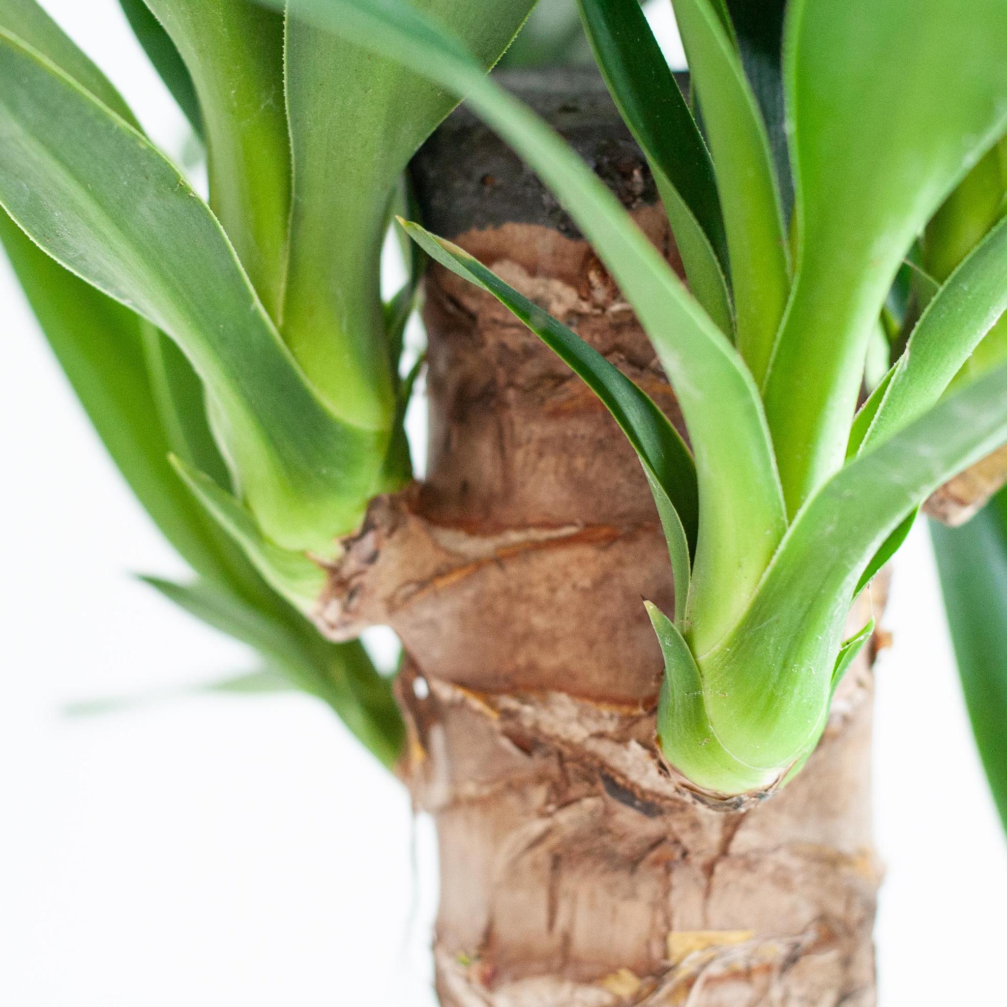 Drachenbaum - Dracaena Janet Lindt mit Pflanzkorb Lissabon weiß  - 95cm - Ø21