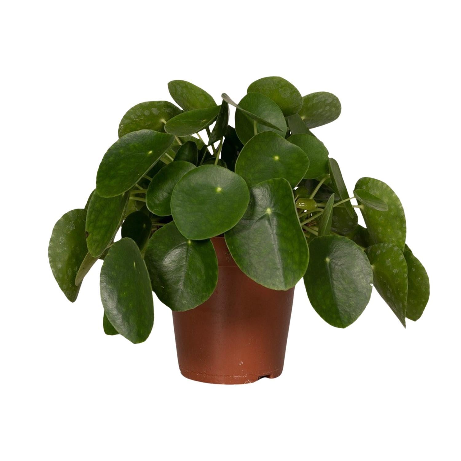 Chinesischer Geldbaum - Pilea Peperomiodes - Ø15cm - ↕25cm - Ø15 - 25cm