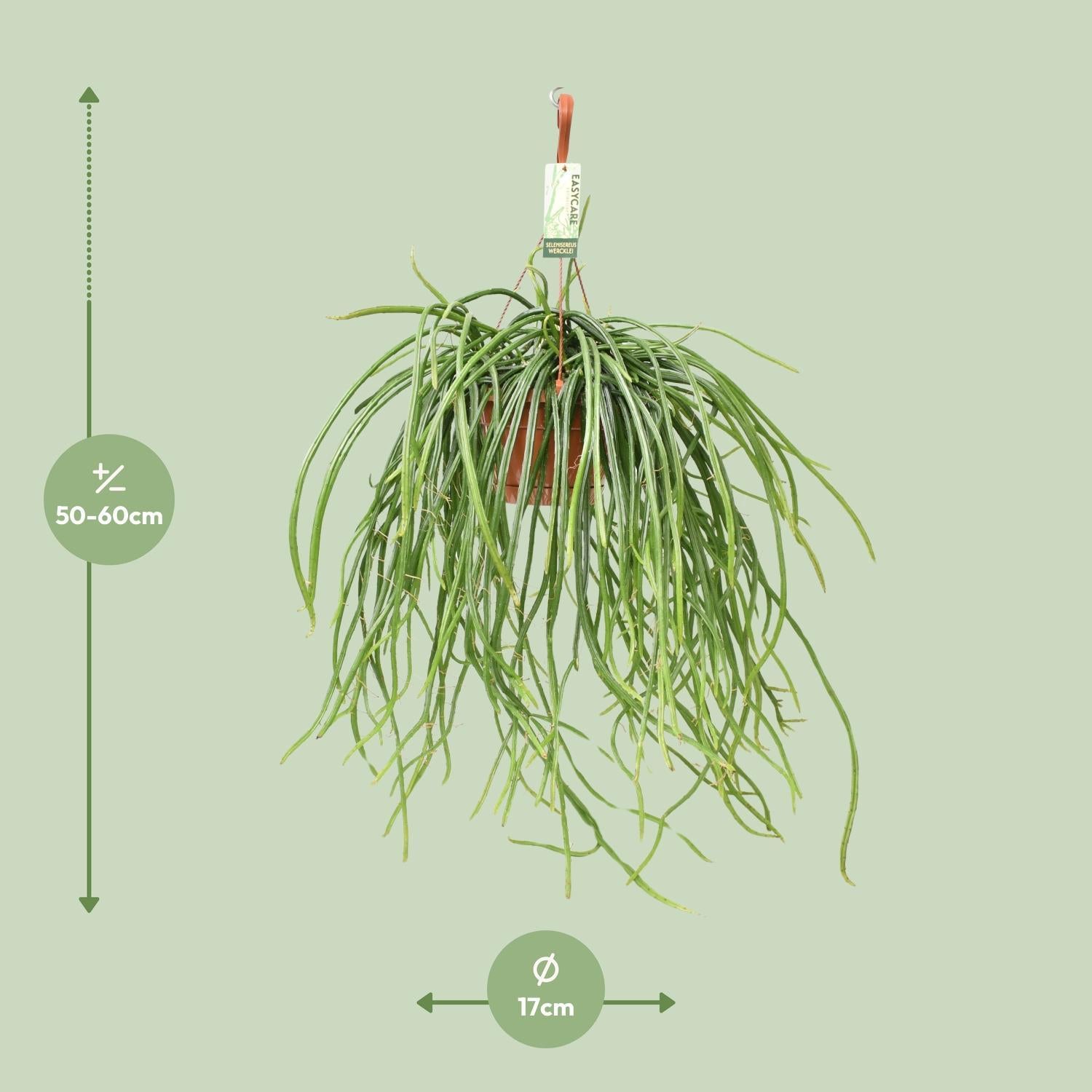 Selenisereus Werckleii - Ø17cm - ↕55cm