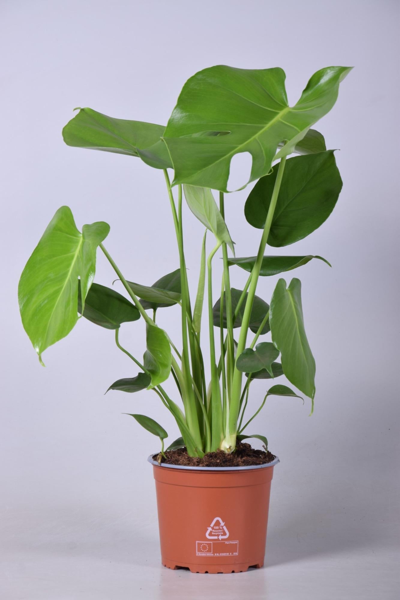 Schweizer Käsepflanze - Monstera Deliciosa - Ø17cm - ↕60cm