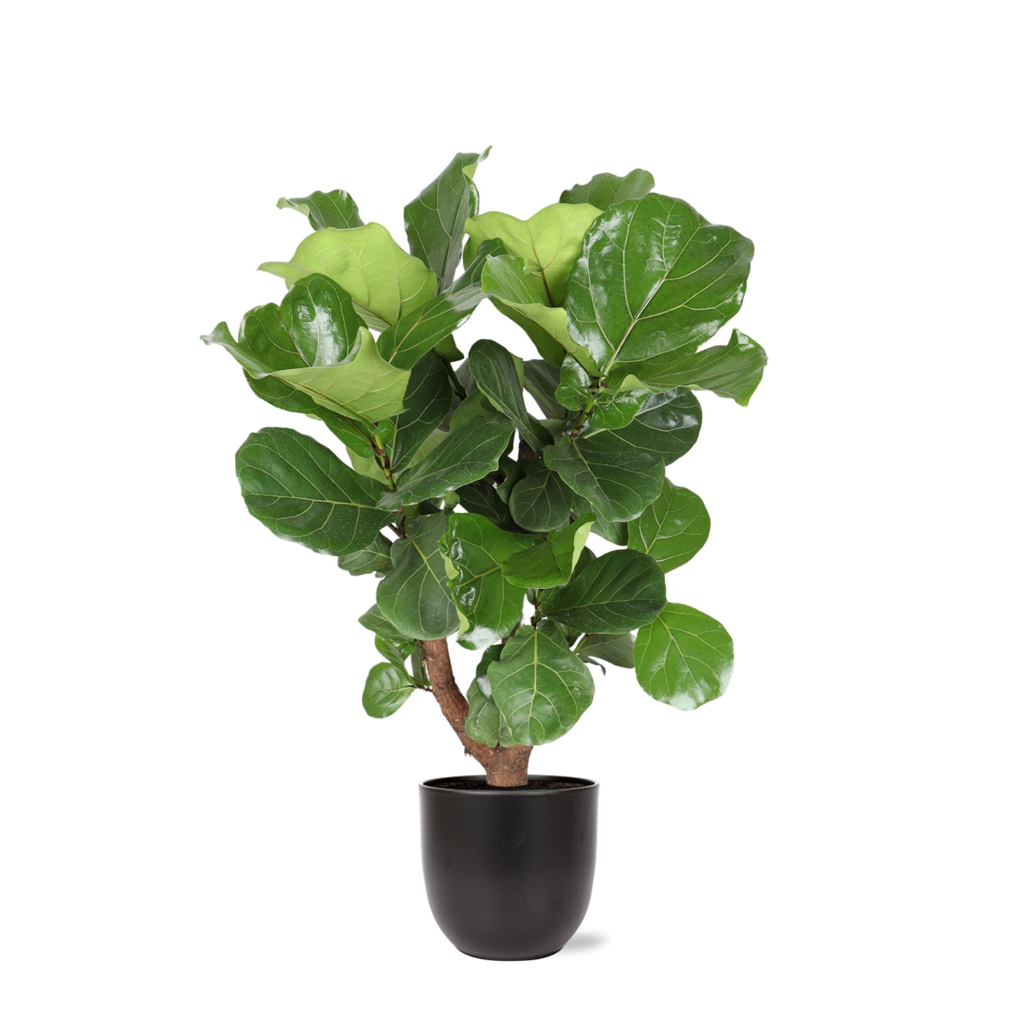 Geigenfeige - Ficus Lyrata  Ø27cm ↕130cm in Boule ANTRACIET Topf