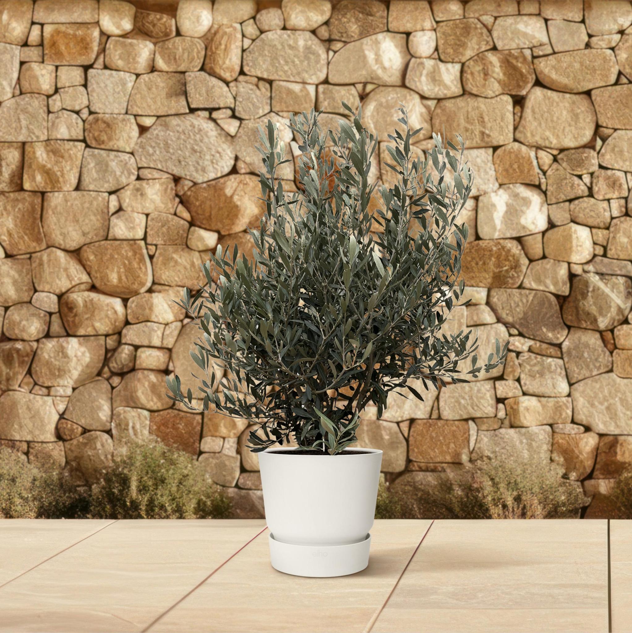 Olea Olive Europaea strauch - 130cm- ø35