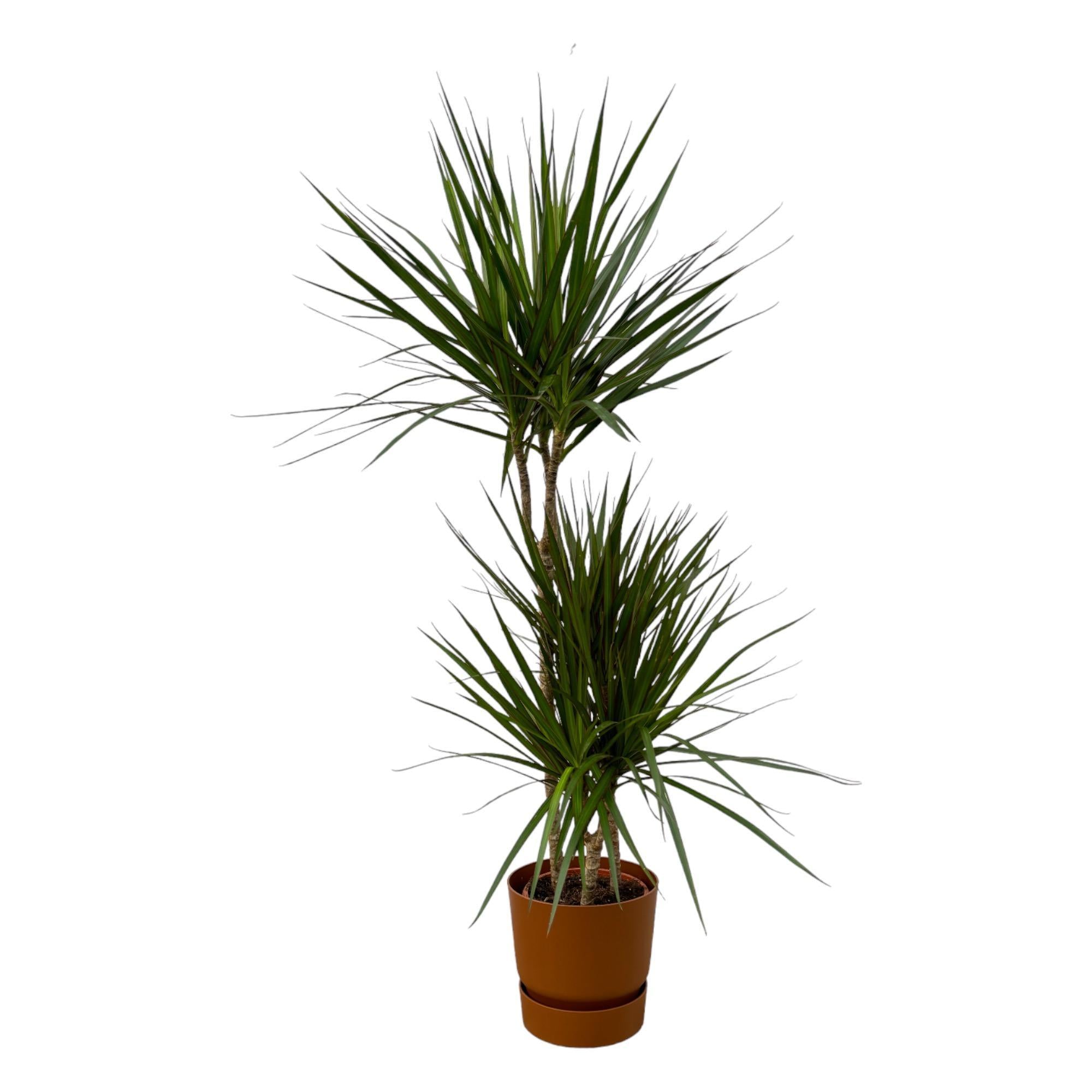 Dracaena Marginata - ↨120cm - Ø21cm inclusief de Greenville Round bruin D24xH23