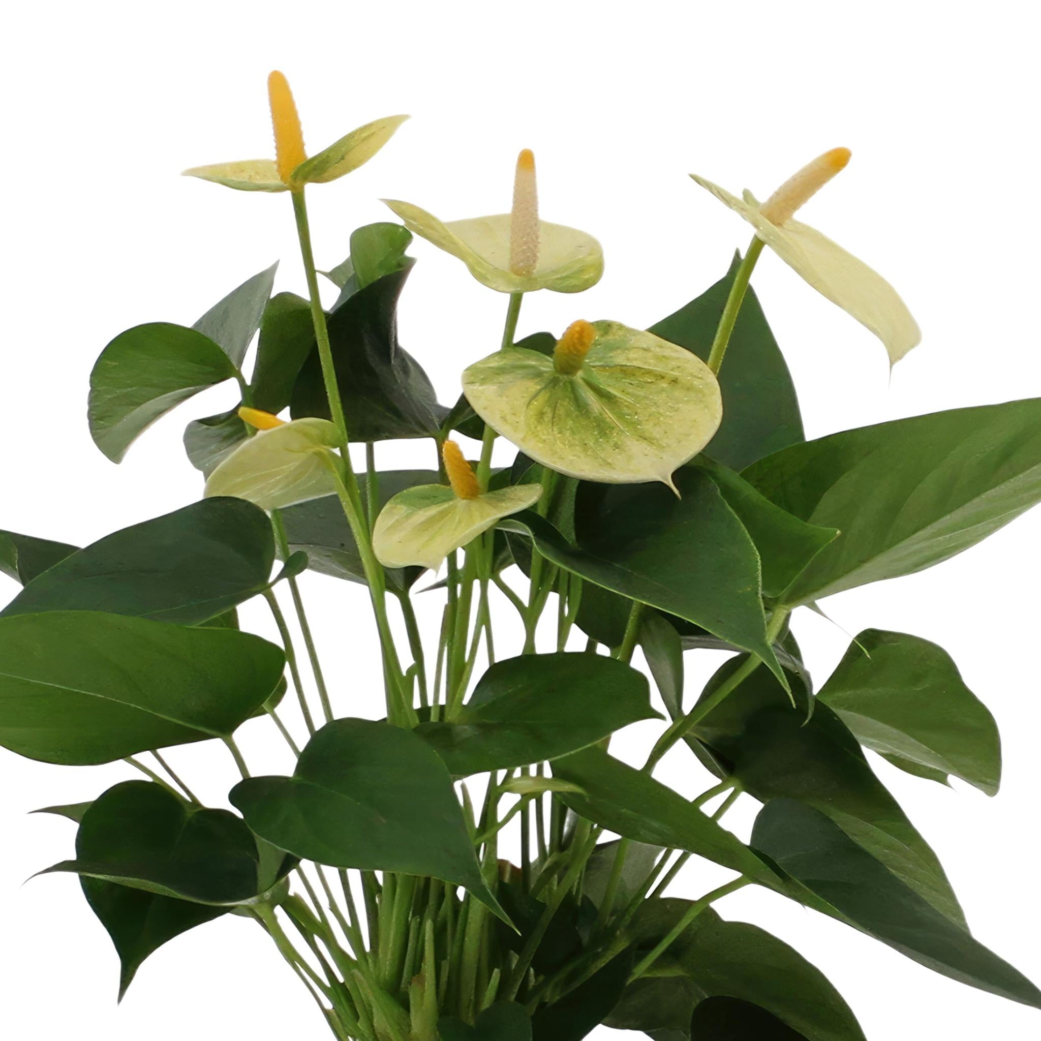 Anthurium andreanum Vanille incl. PURE mand - 45cm - Ø12