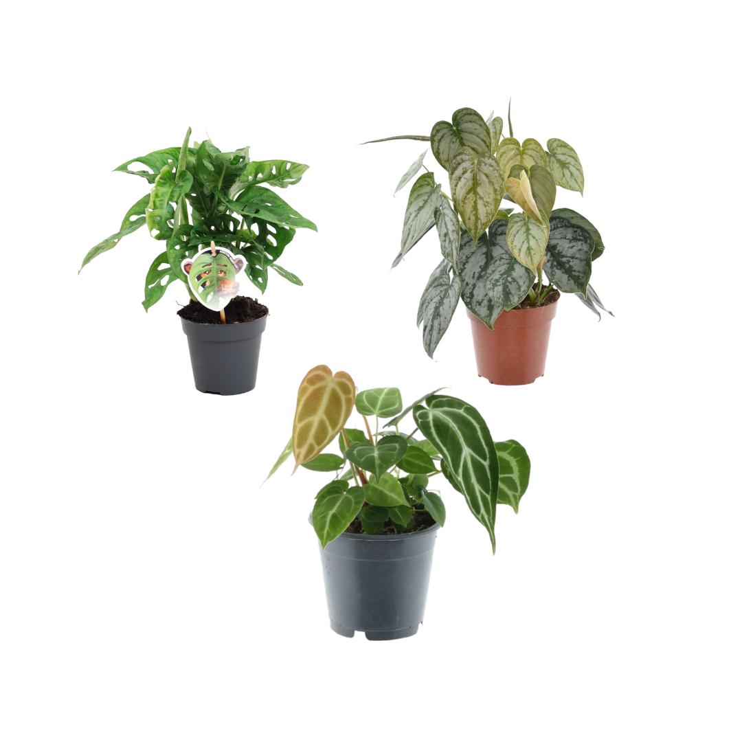 Pflanzen Mix - 3 Pflanzen - Monstera obliqua 'Monkey Leaf' - 25 cm - ø12 - Philodendron Brandtianum- 35 cm - ø12 - Ant hurium Chrystallium - 35 cm - ø12