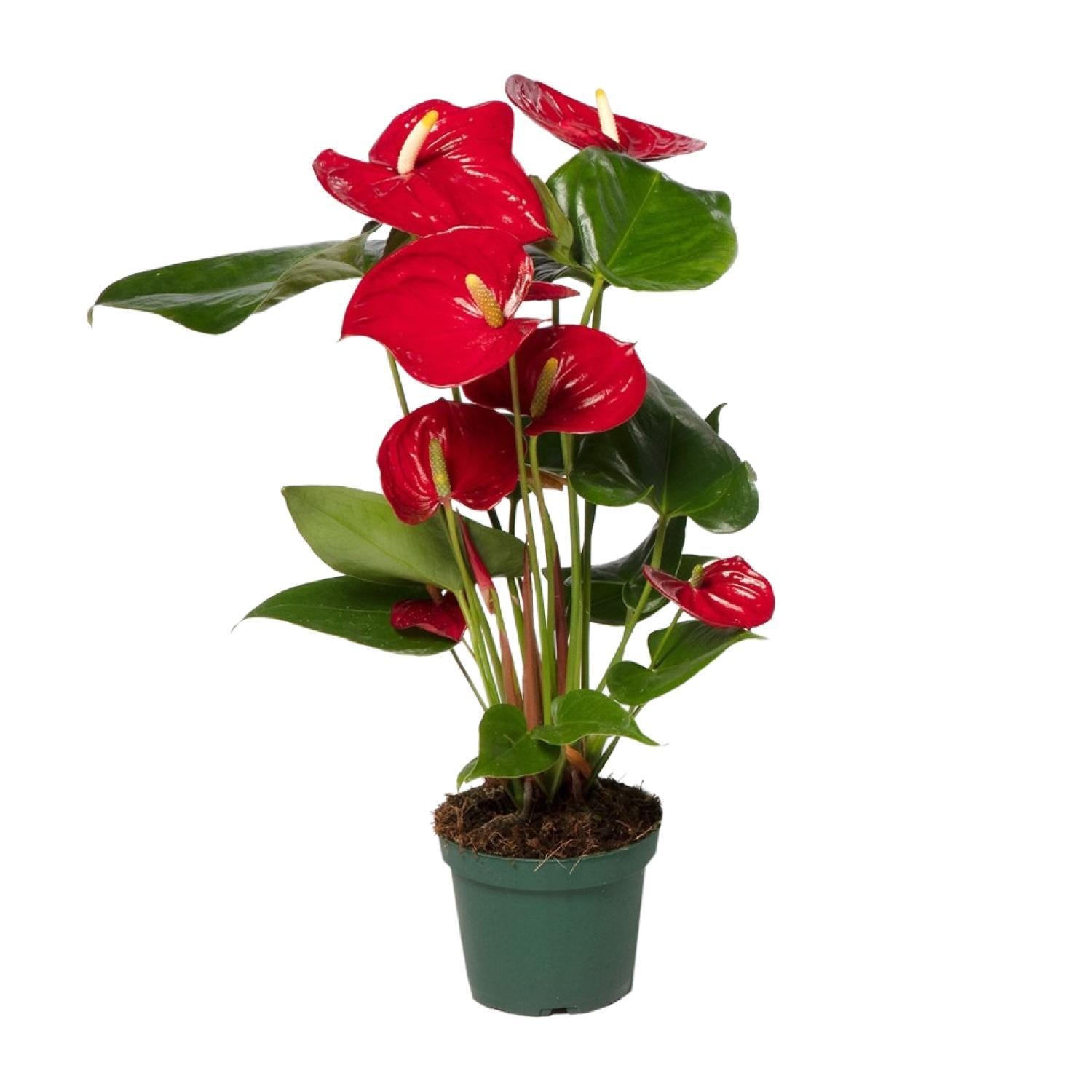 Anthurie - Anthurium Red - Ø17cm - ↕55cm - Ø12 - ↨40cm