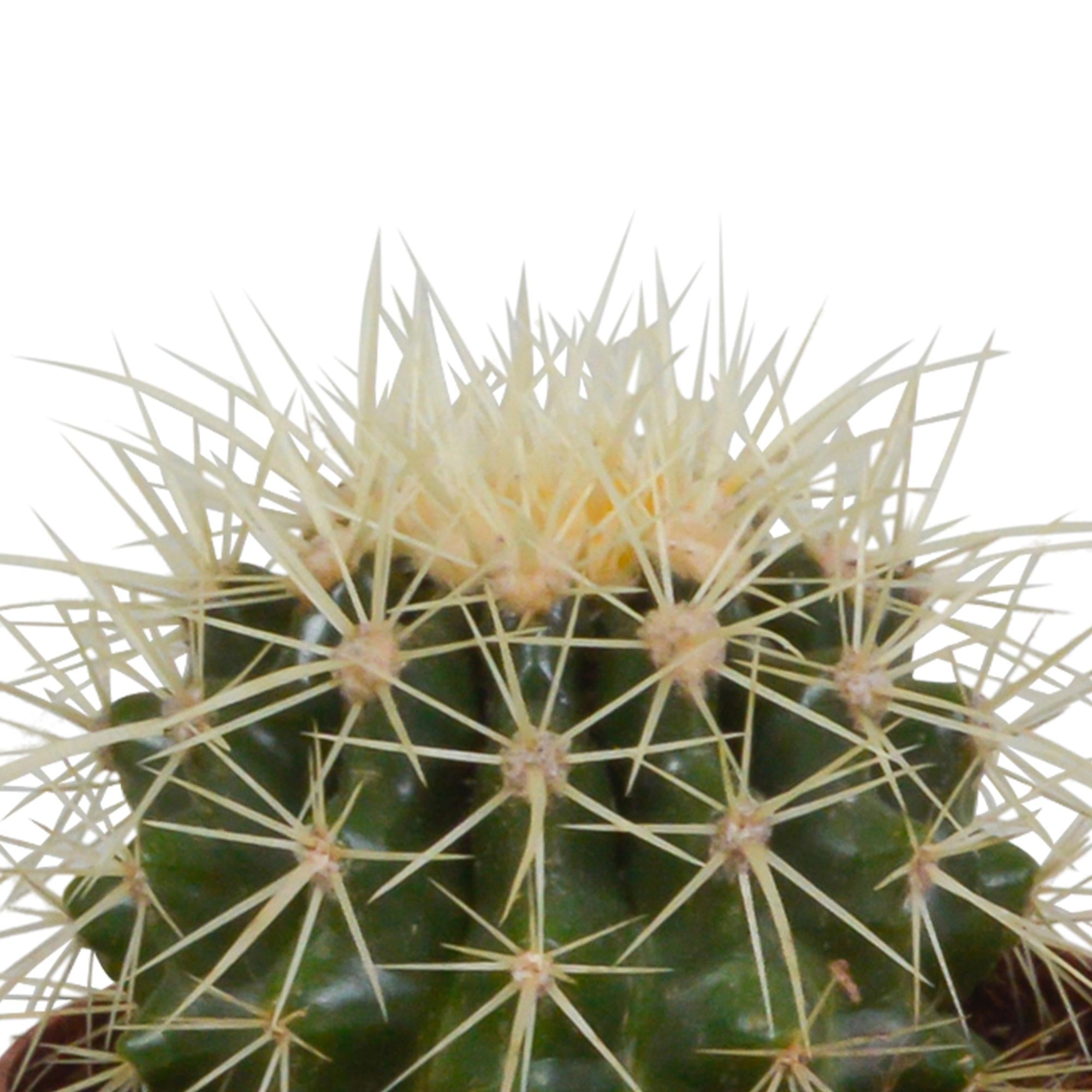 Kaktus Bolcactus-Mischung 8,5 cm - im farbigen Mexiko Topf