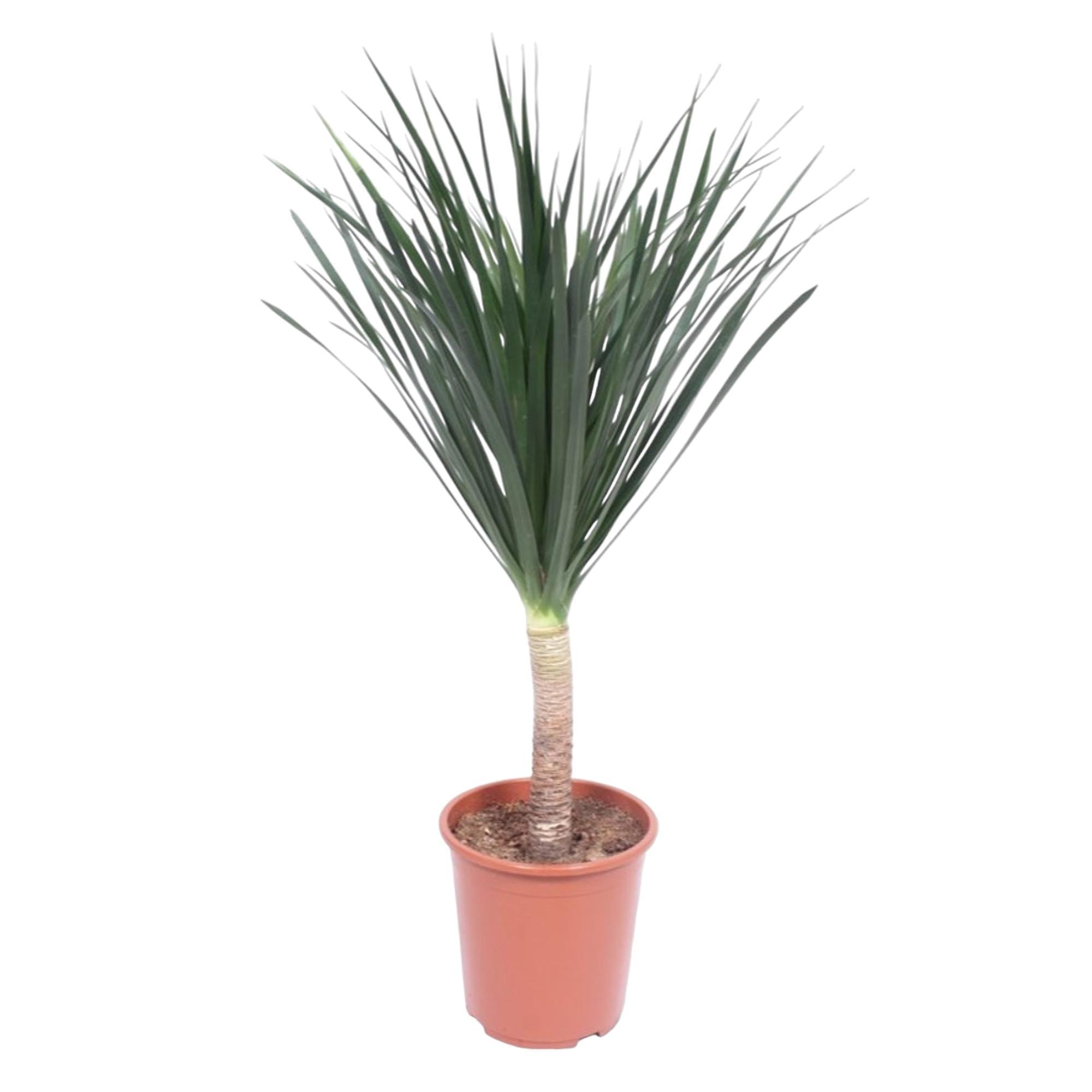 Drachenbaum Draco - Dracaena Draco - 140 cm - ø27