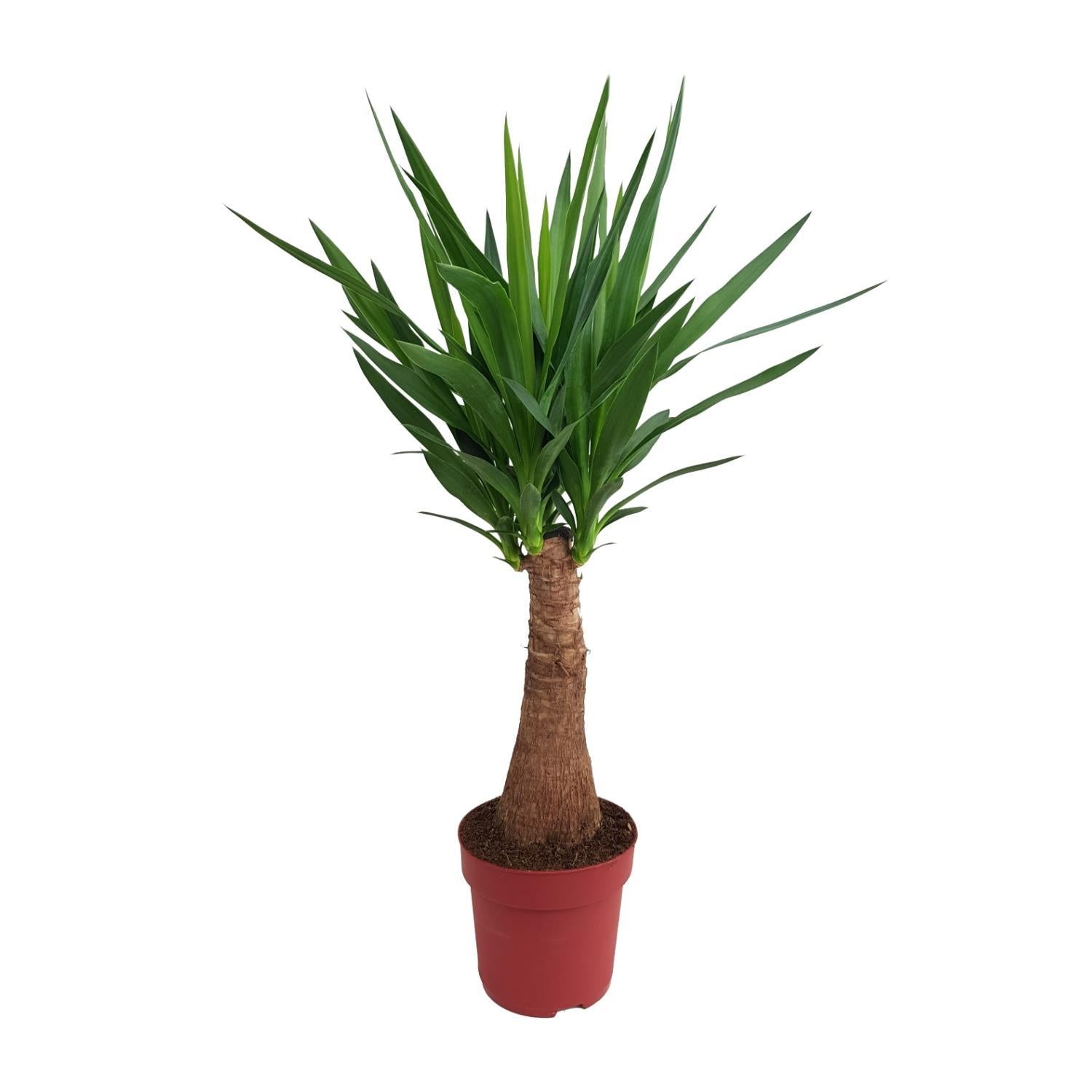 Yucca "Mayaboom" 40stam P21 - Ø21cm - ↕100cm