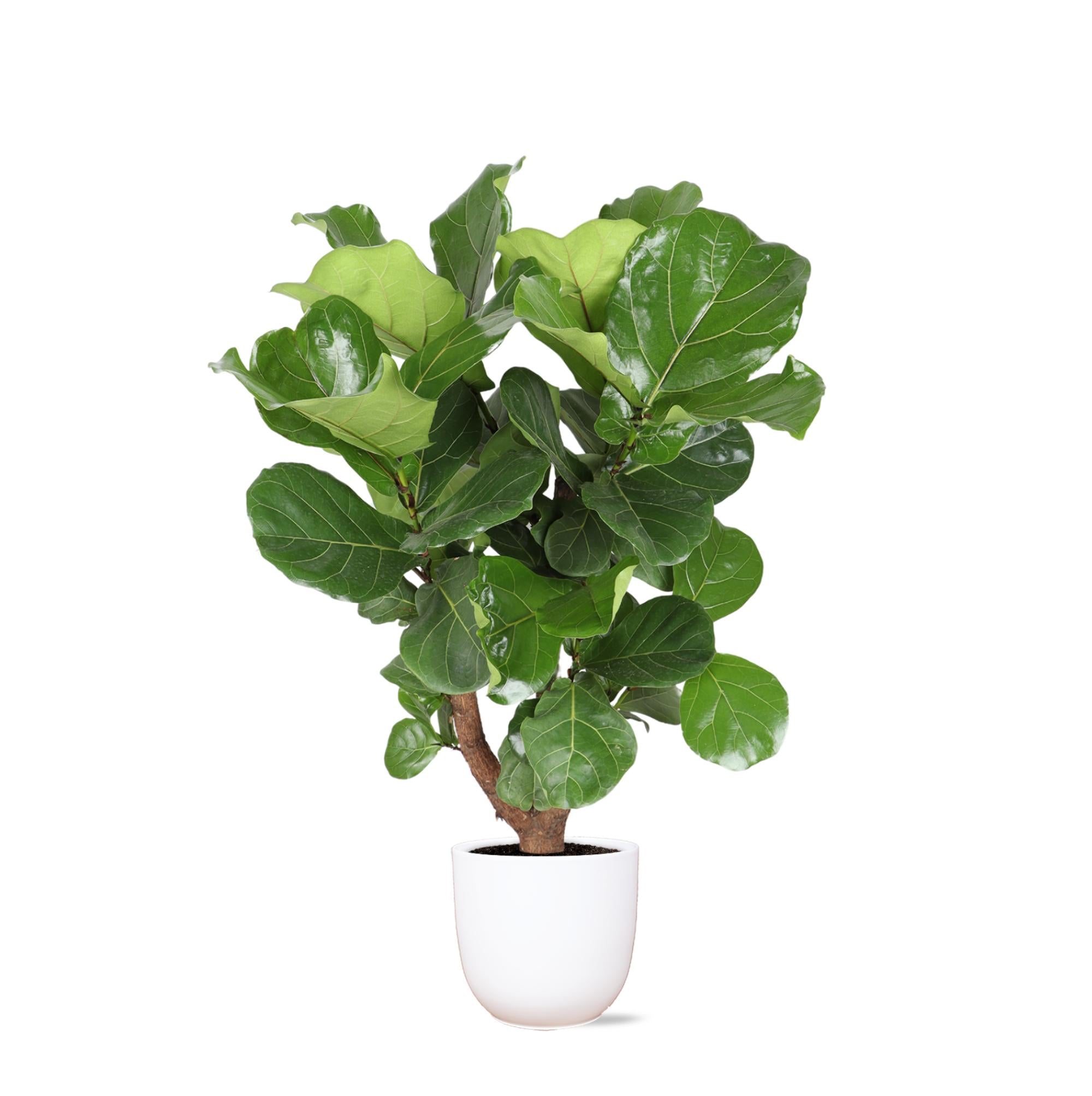 Geigenfeige - Ficus Lyrata  Ø27cm ↕130cm in Boule Weisser Topf