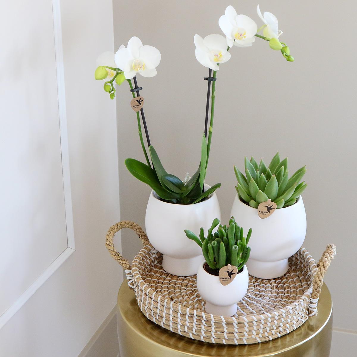 Complete plantenset Scandic wit | Groene plantenset met witte Phalaenopsis orchidee en vetplanten inclusief keramische sierpotten