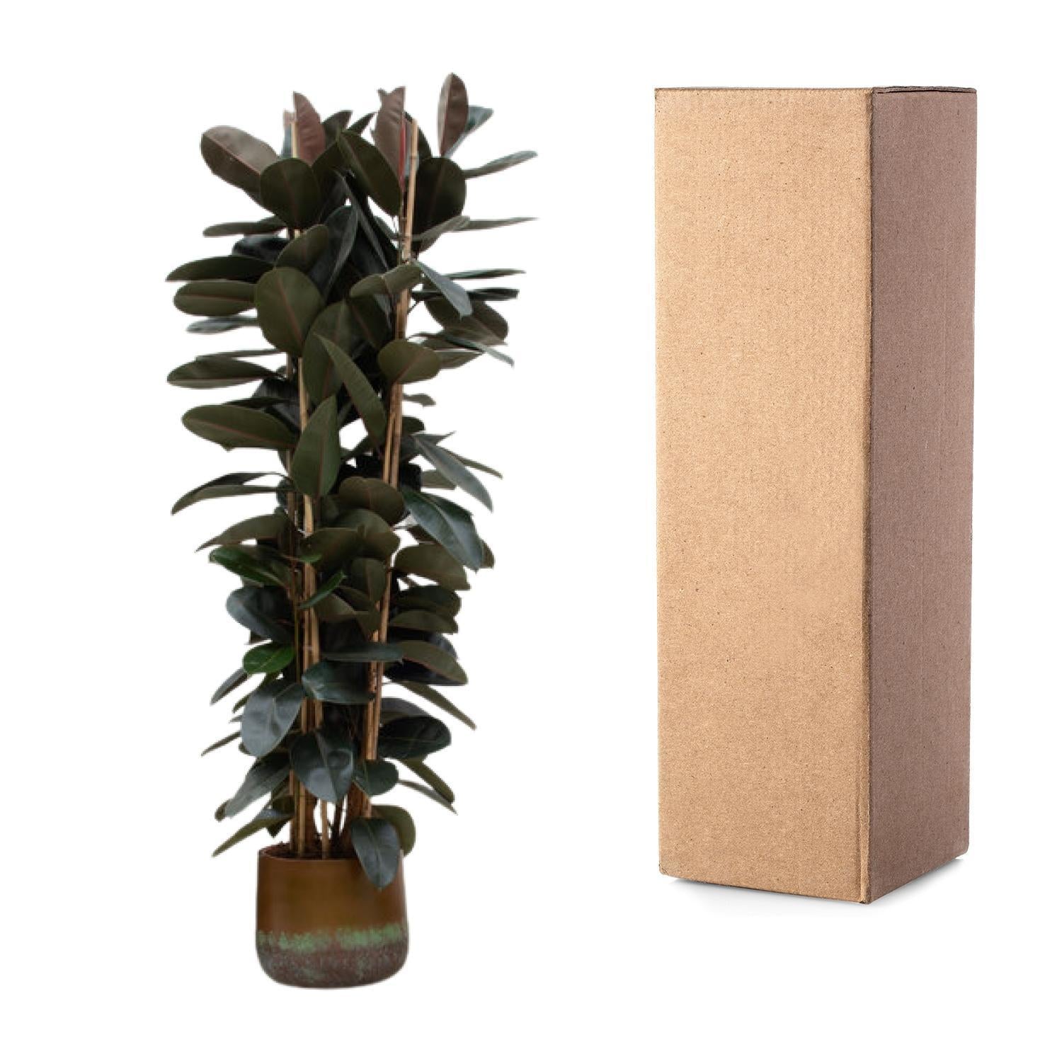 Gummibaum Ficus Elastica Abidjan  - 225cm - ø40