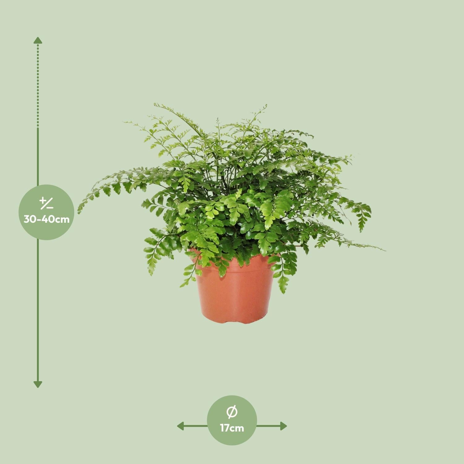 Vogelnestfarn - Asplenium Parvati - Ø17cm - ↕30cm