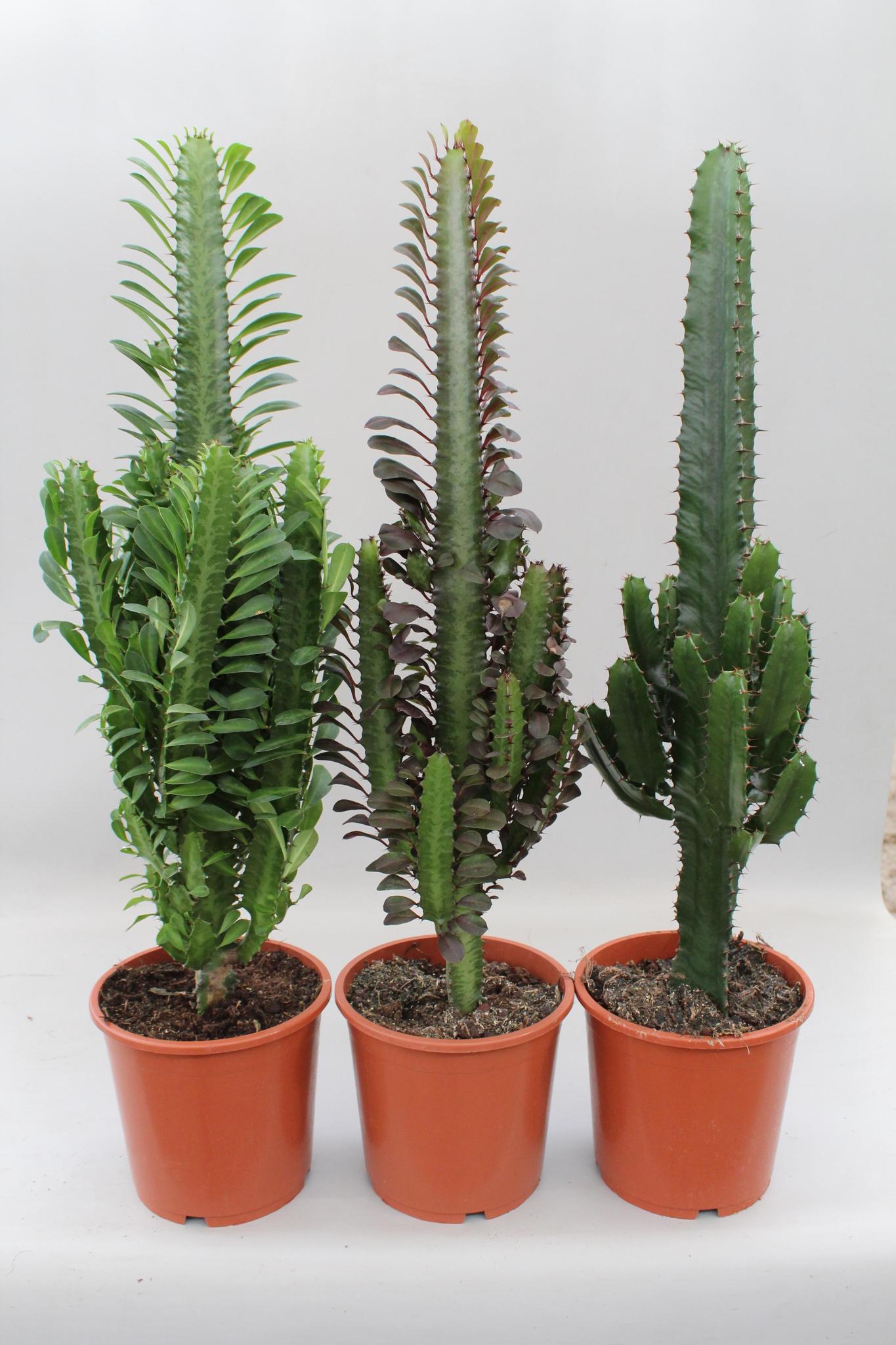 Wolfsmilch Euphorbia Trigona Wüstenmischung – Ø17 cm – ↕70 cm  3 Stück