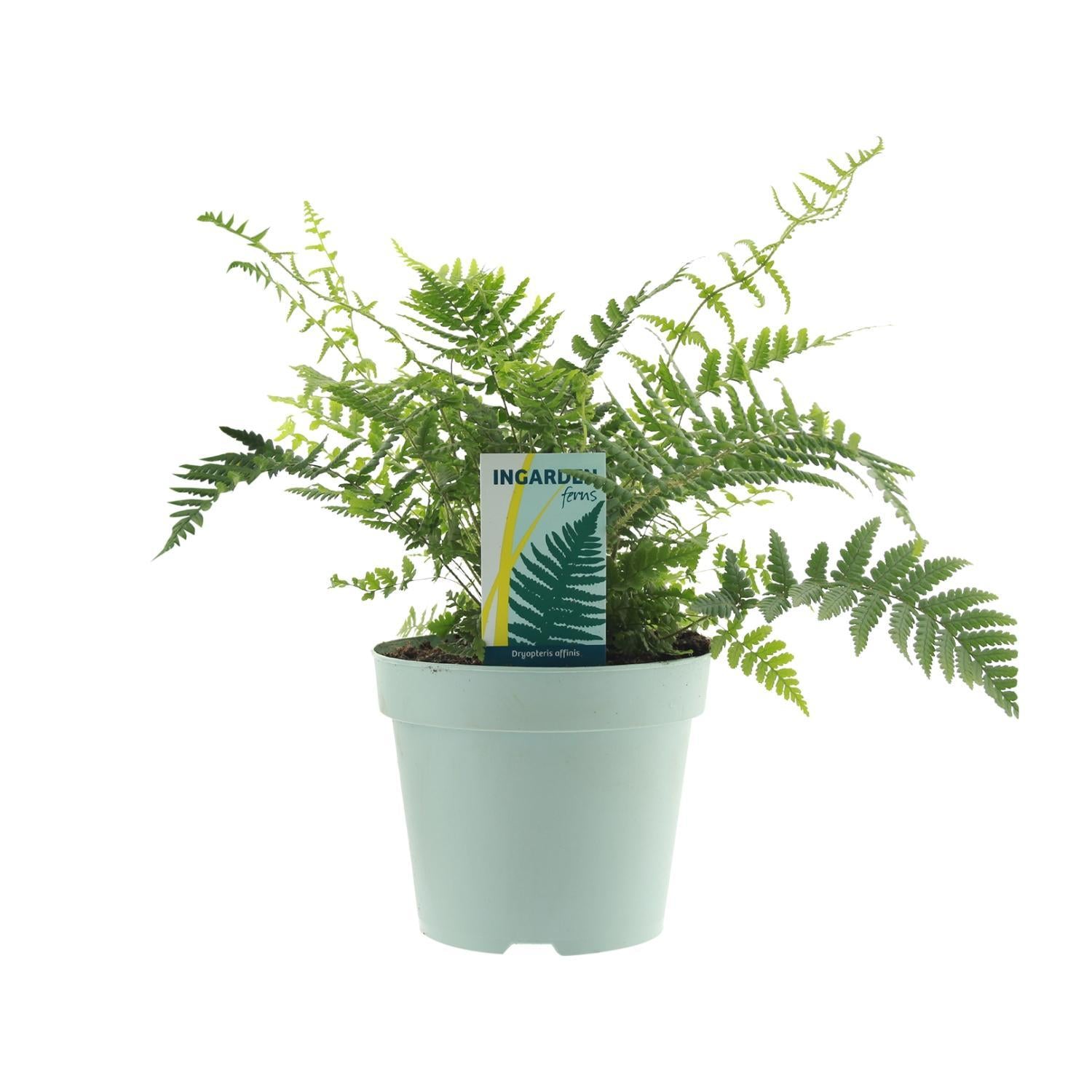 Japanischer Schildfarn - Dryopteris Affinis Fedata - Ø17cm - ↕40cm