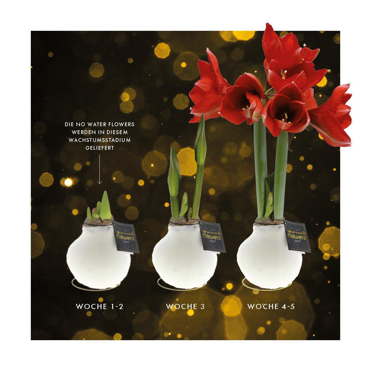 No Water Flowers® (wax amaryllis) | Waxz® Printz "Wonderful XMAS" - White + Red flower