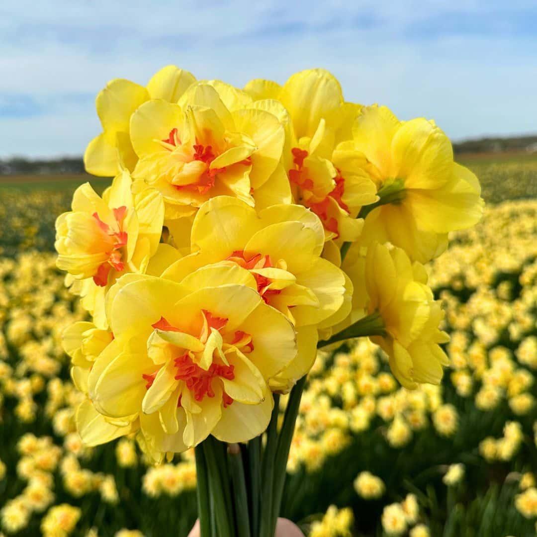 Narzissen u. Osterglocken Mix - Vorteilspackung, 100 Blumenzwiebeln für 2,5 qm Blumenpracht - Größe 12/14