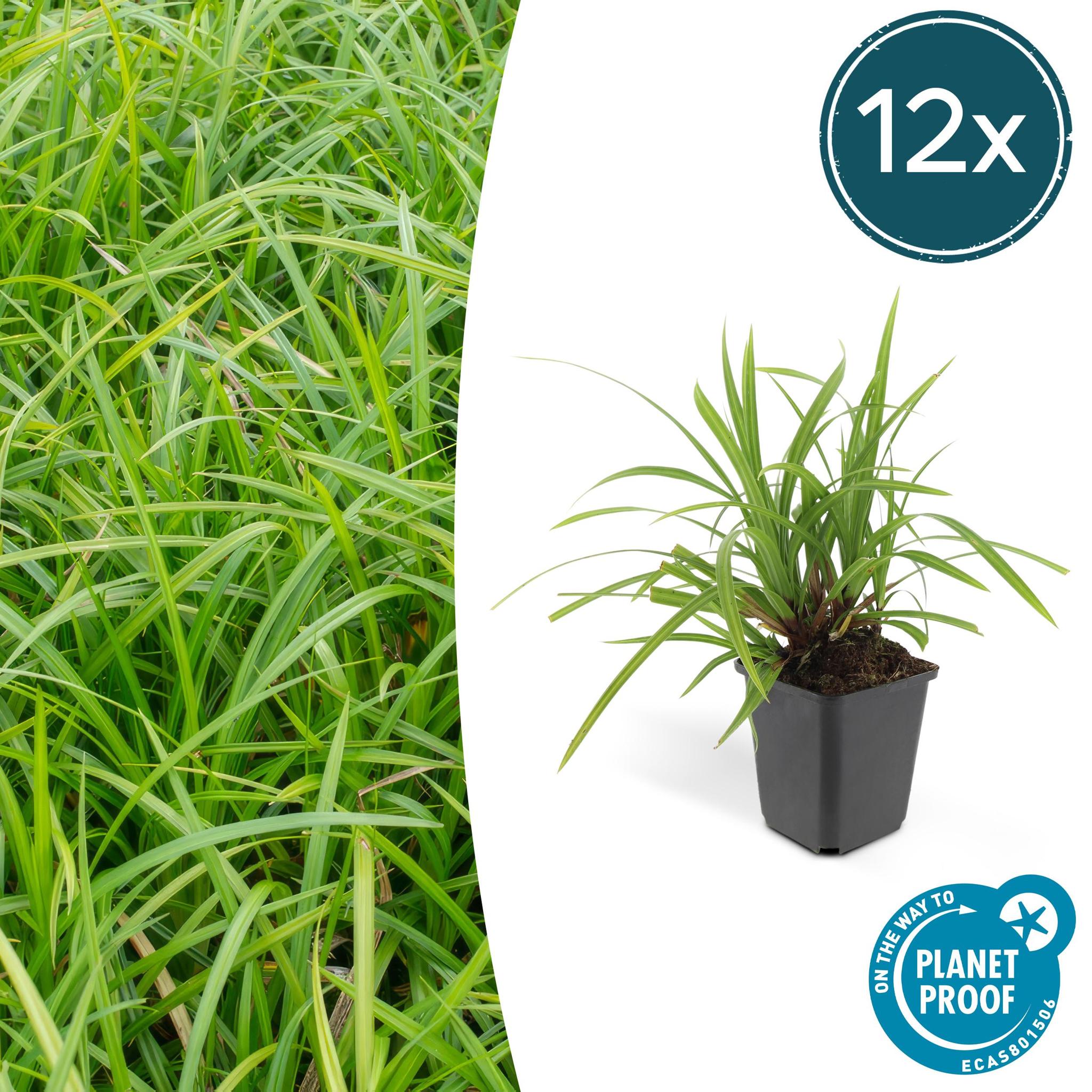 Ziergras - Carex morrowii 'Irish Green' - ↕10-25cm - Ø9cm - 12 Stück