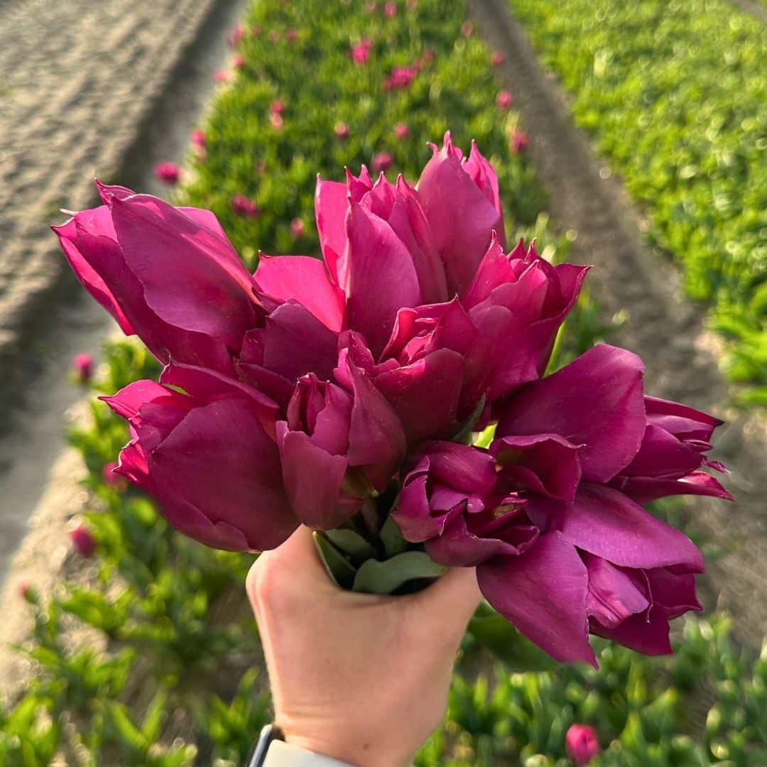 Tulpen Mix - Vorteilspackung, 100 Blumenzwiebeln für 2,5 qm Blumenpracht - Größe 12+