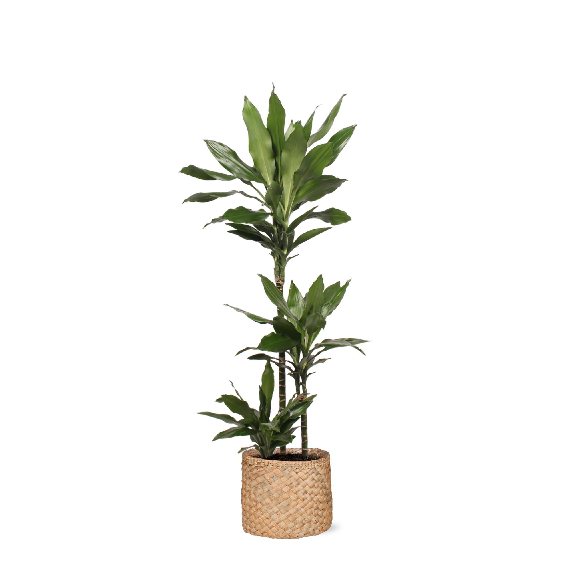 Drachenbaum Janet Lind - Dracaena Janet Lind Ø24cm ↕120cm im Albury NATURAL Korb