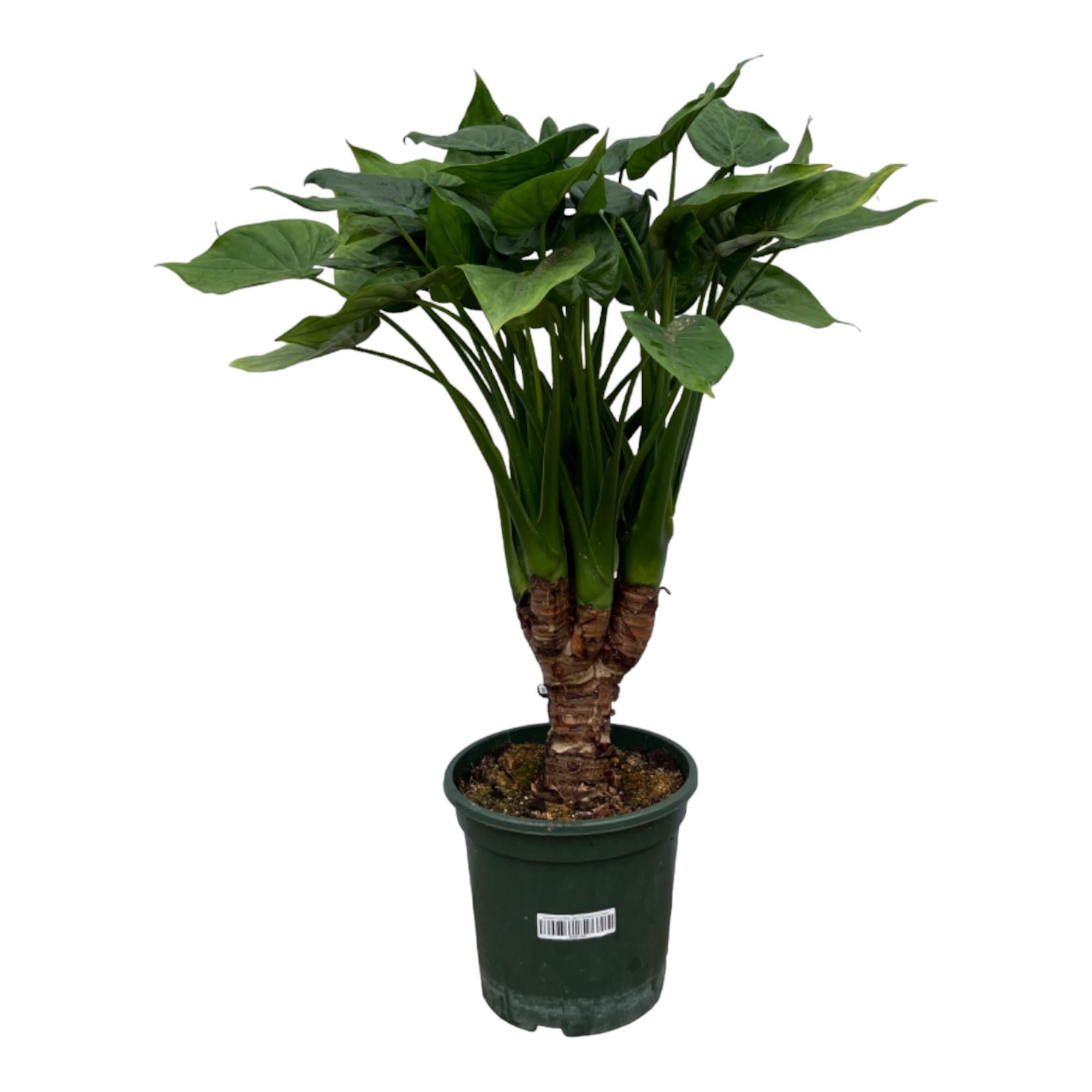 Elefantenohr - Alocasia Cucullatta mit Stamm - 75 cm - Ø26cm