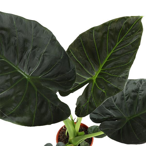 Elefantenohr - Alocasia Regal Shield Ø21cm - ↕100cm in Albury schwarz beiger Korb