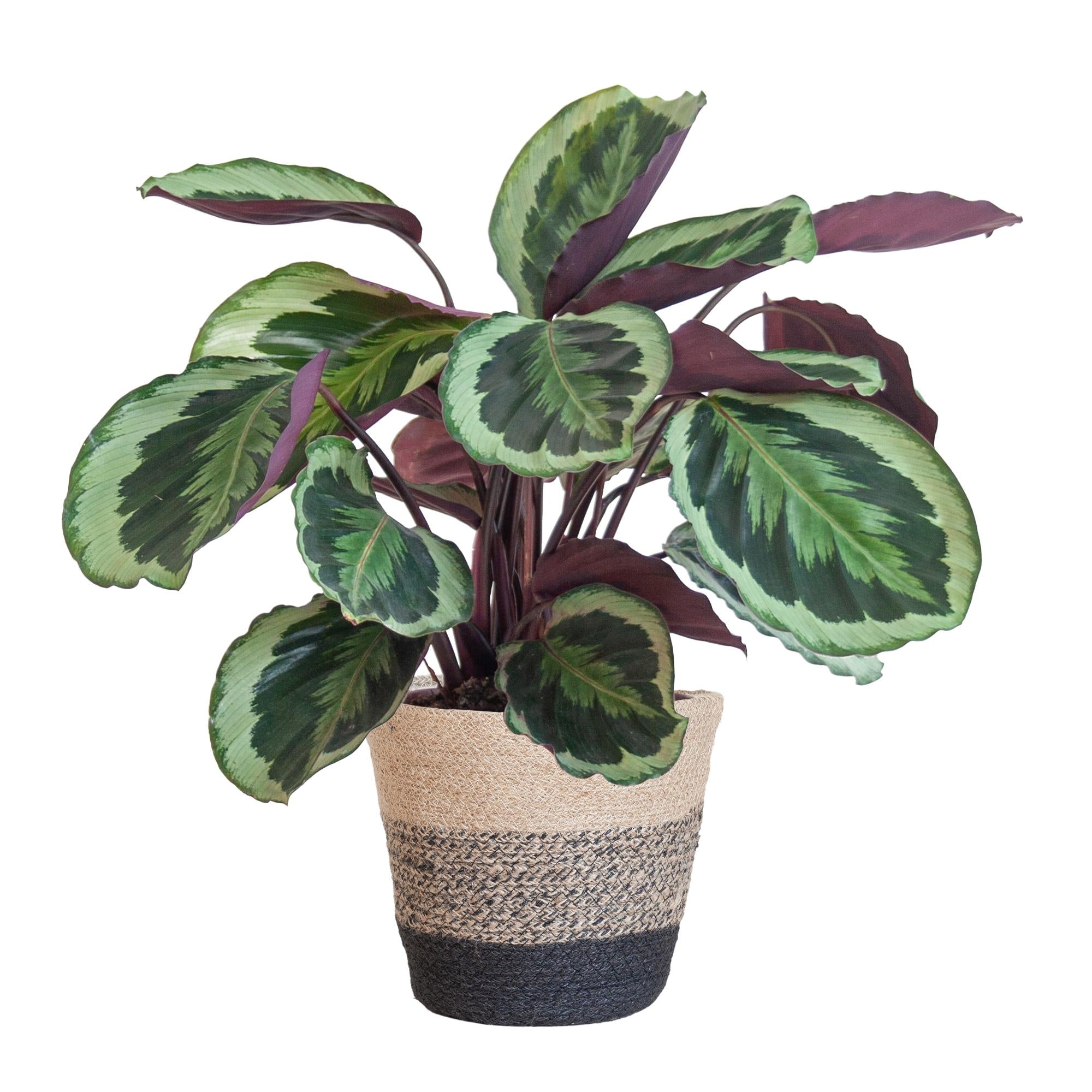 Pfauenpflanze - Calathea Medaillon mit Lissabon-Korb Schwarz - 65cm - Ø21