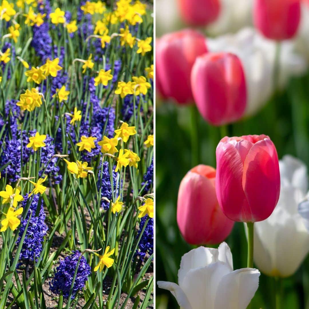 Frühlingsblumenzwiebeln Mix - Tulpen, Hyazinthen u. Osterglocken Medium Holland Mix - Nachhaltige Vorteilspackung, 50 Blumenzwiebeln für 1 qm Blumenpracht - Größe 12+