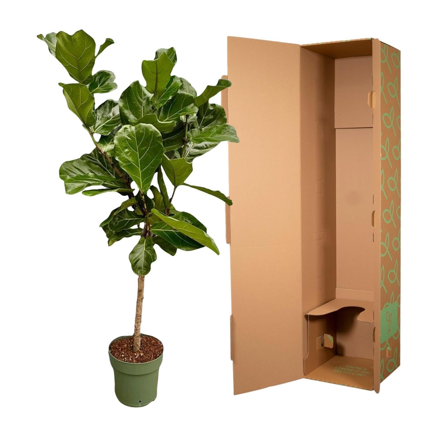 Geigenfeige - Ficus Lyrata Baum  - 160 cm - Ø27