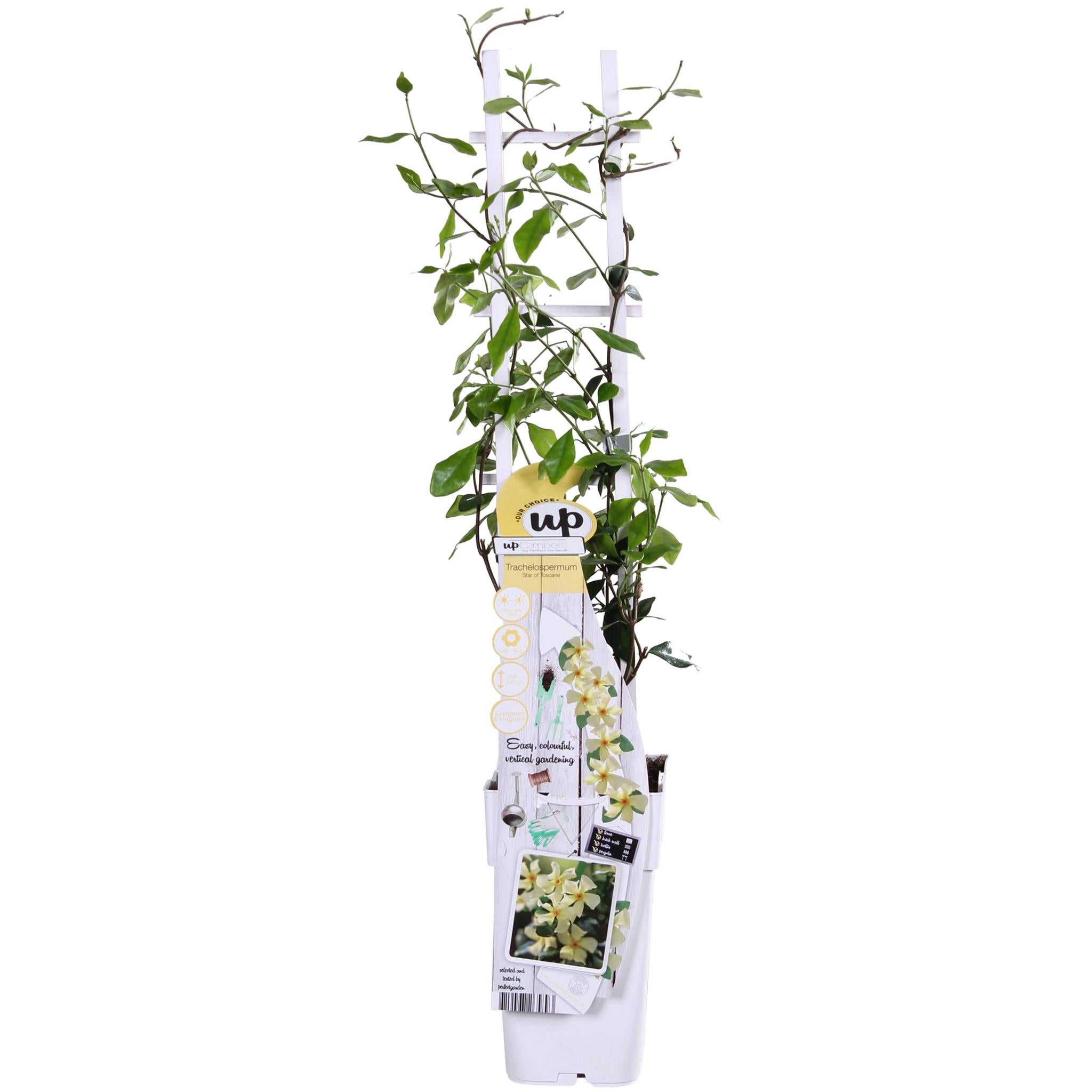 Sternjasmin - Trachelospermum 'Star of Toscane' - Ø15cm - ↕65cm