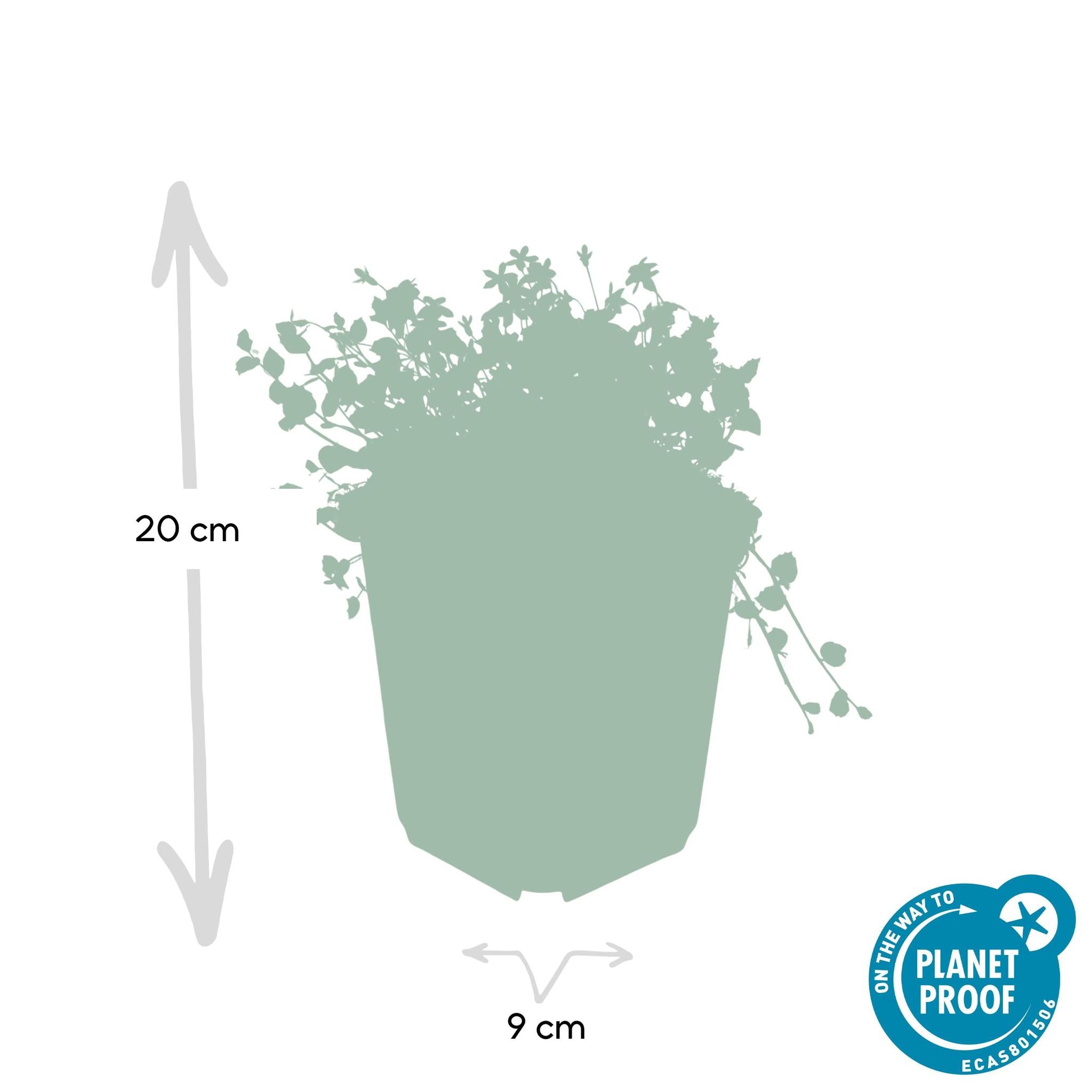 Isotoma fluviatilis - ↕25cm - Ø9cm - 20x