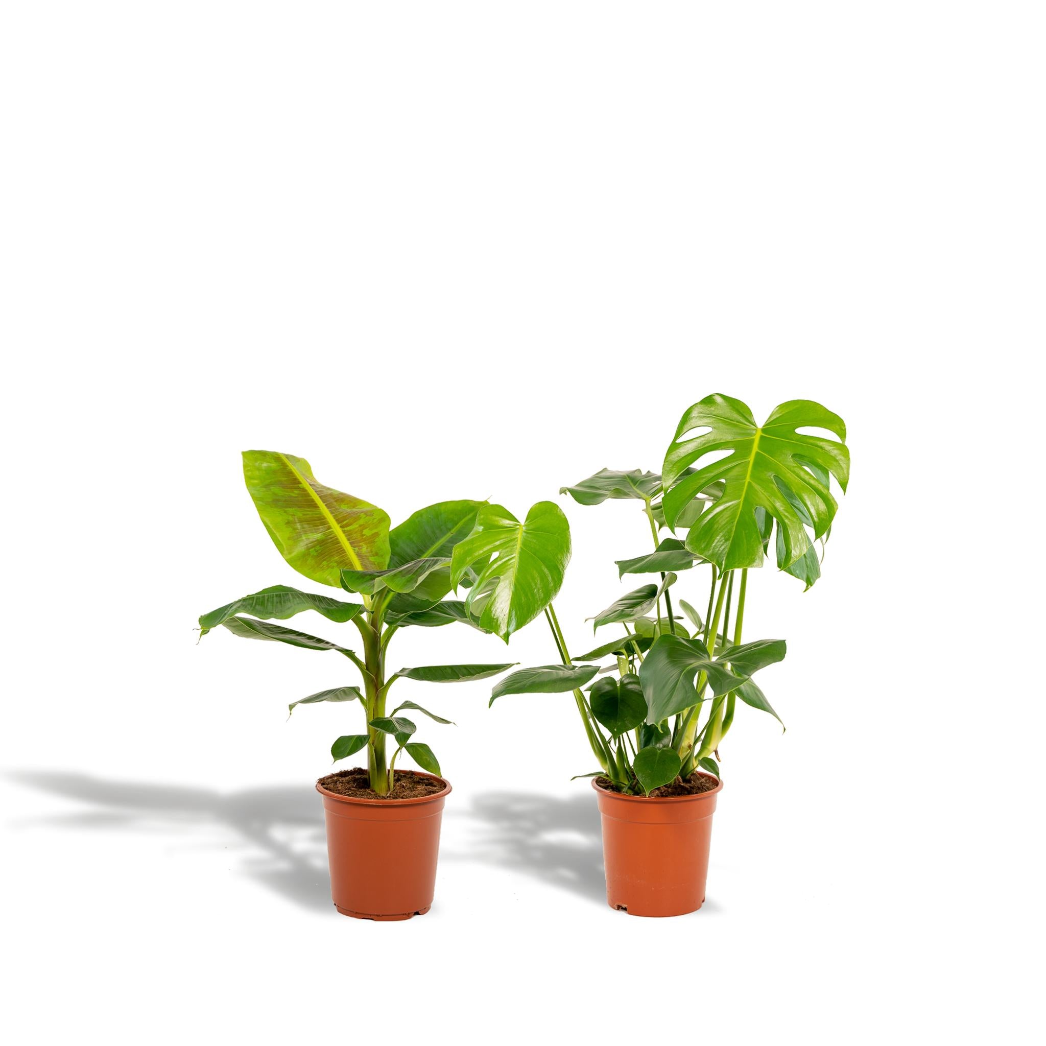 Monstera Deliciosa - Ø21cm - ↕75cm + Musa Dwarf Cavendish - Ø21cm - ↕85cm